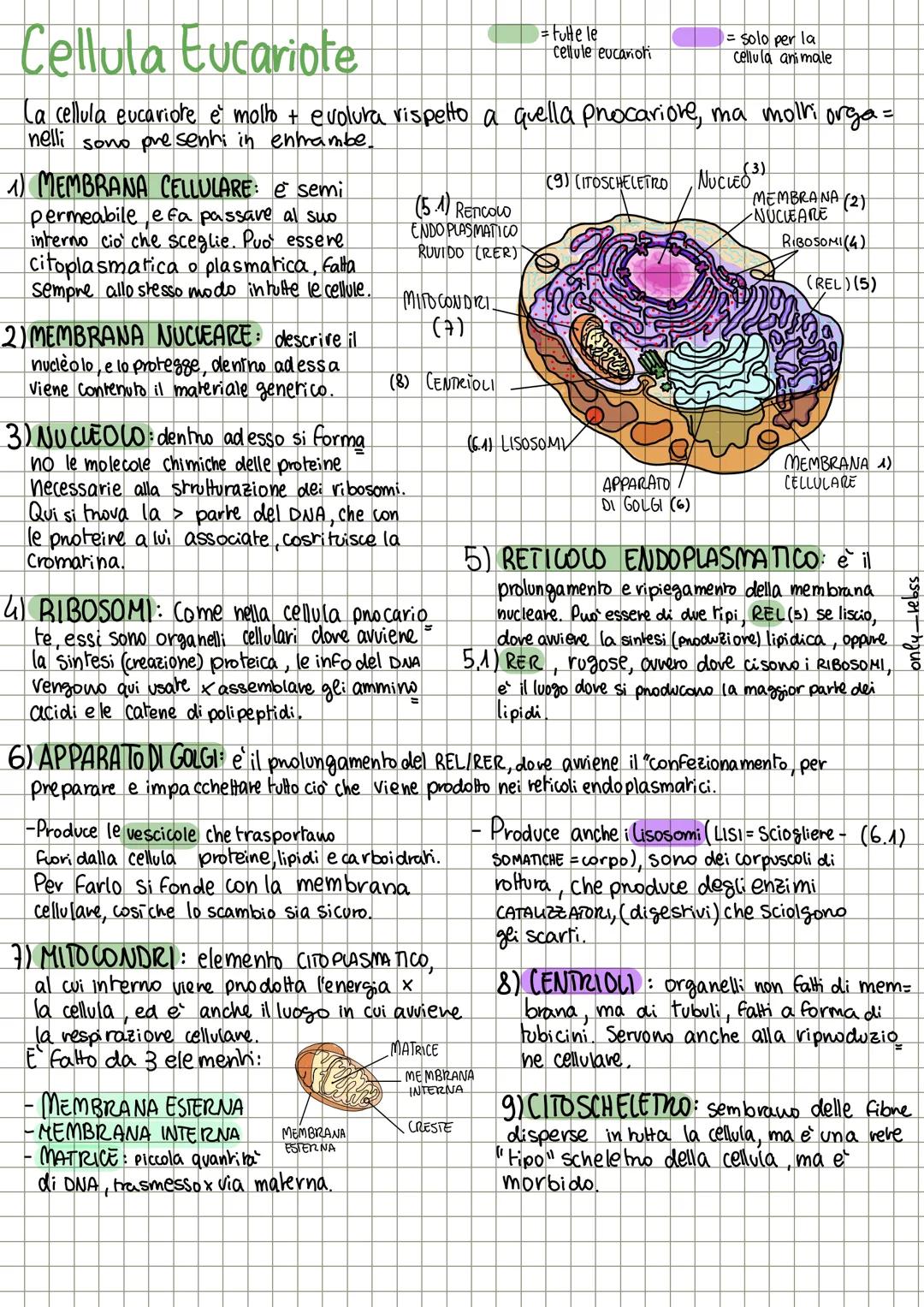 te
Le cellule
Le cellule sono di 2 tipi:
Procariote
semplice e primitiva
= cellula base
pnocanore
= cellula evoluta
procariohe
#Biologia
Euc