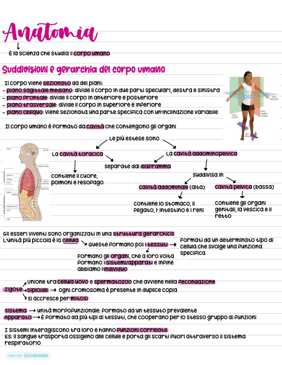 # Anatomia
ร la scienza che studia il corpo umano
## Suddivisioni e gerarchia del corpo umano
Il corpo viene sezionato da dei piani:
- p