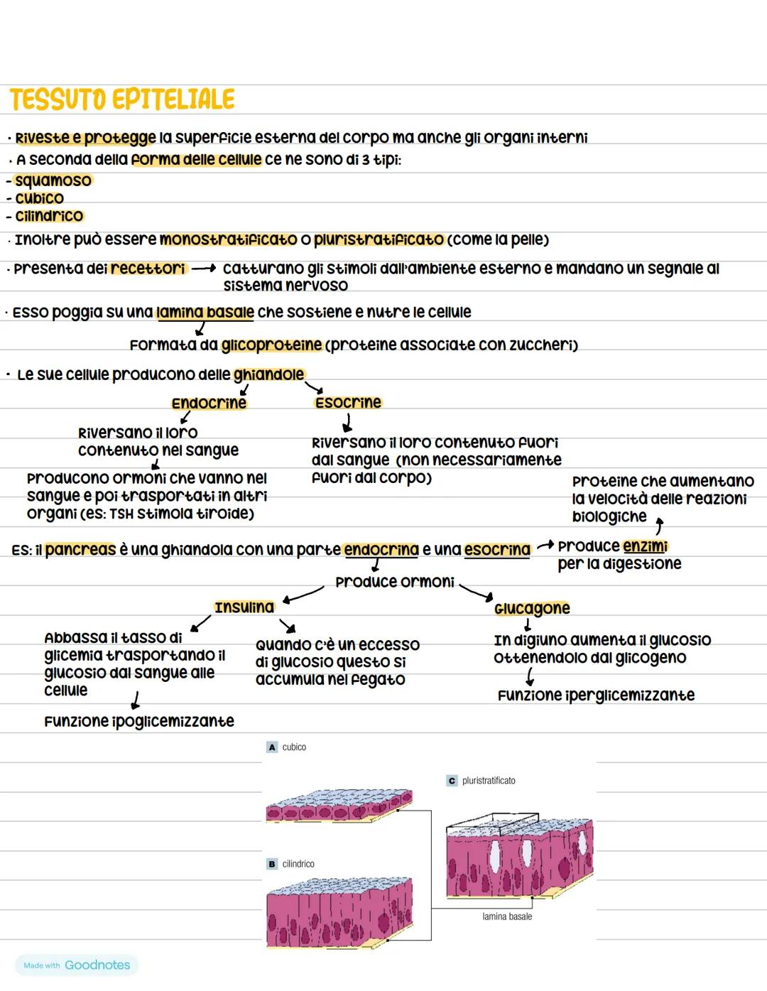 # Anatomia
ร la scienza che studia il corpo umano
## Suddivisioni e gerarchia del corpo umano
Il corpo viene sezionato da dei piani:
- p