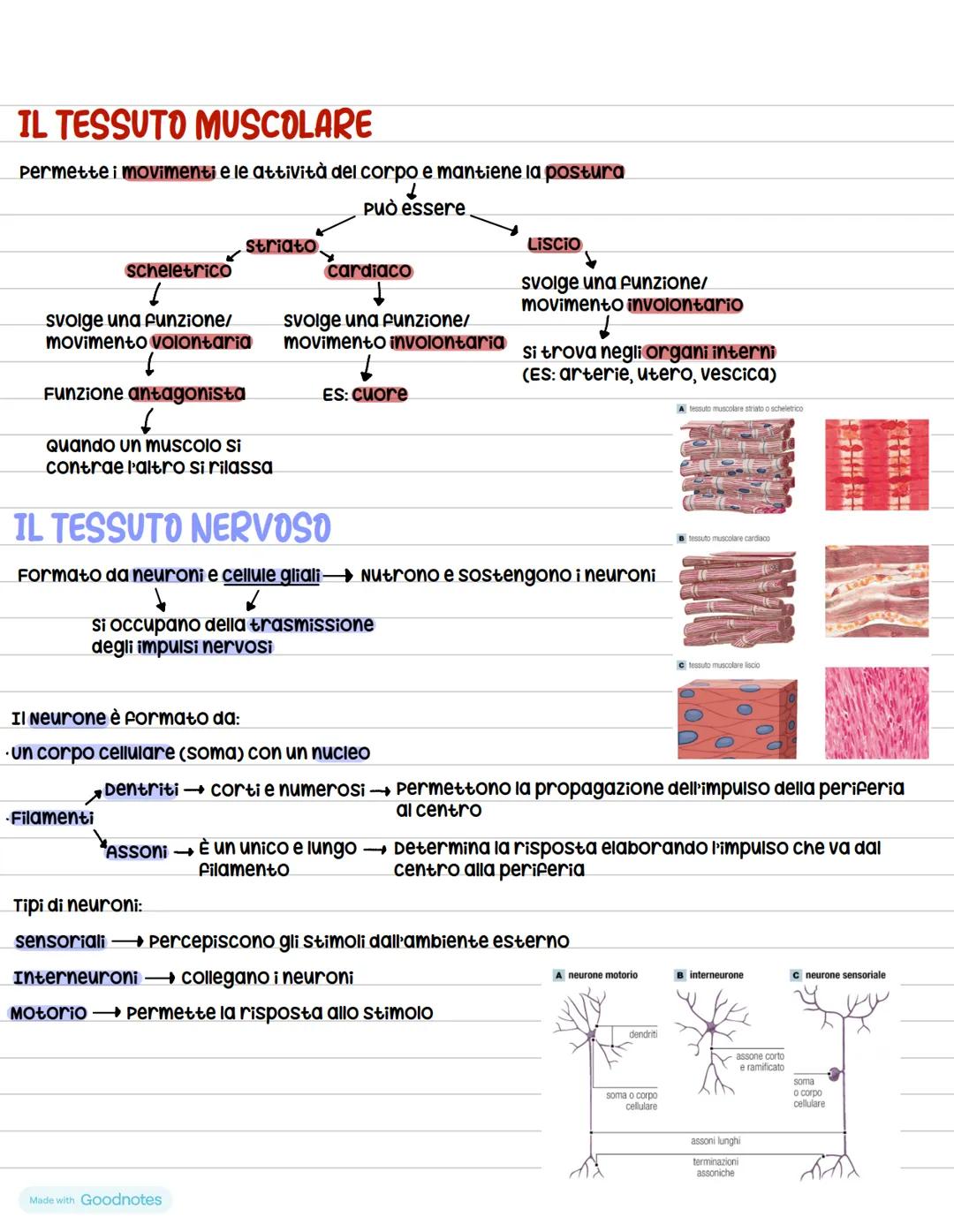 # Anatomia
ร la scienza che studia il corpo umano
## Suddivisioni e gerarchia del corpo umano
Il corpo viene sezionato da dei piani:
- p