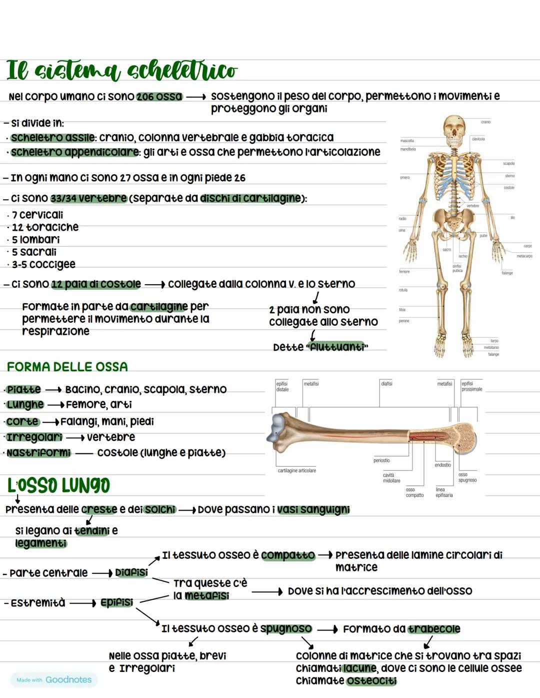# Anatomia
ร la scienza che studia il corpo umano
## Suddivisioni e gerarchia del corpo umano
Il corpo viene sezionato da dei piani:
- p