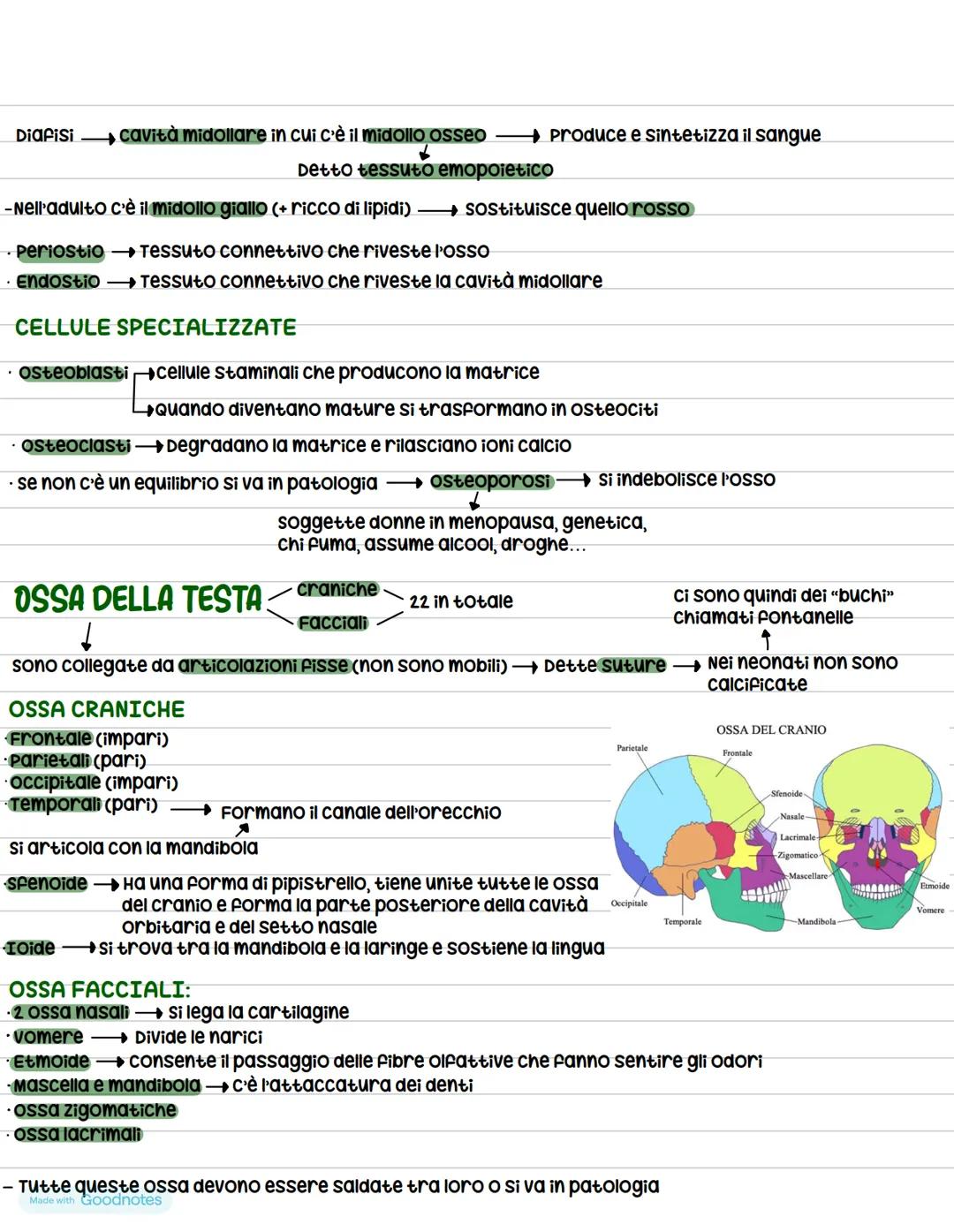 # Anatomia
ร la scienza che studia il corpo umano
## Suddivisioni e gerarchia del corpo umano
Il corpo viene sezionato da dei piani:
- p