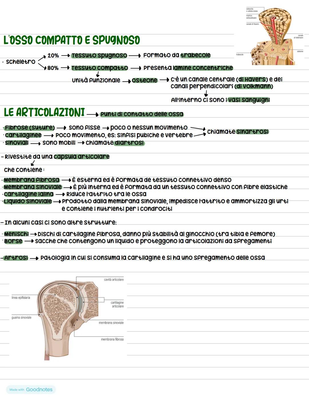 # Anatomia
ร la scienza che studia il corpo umano
## Suddivisioni e gerarchia del corpo umano
Il corpo viene sezionato da dei piani:
- p