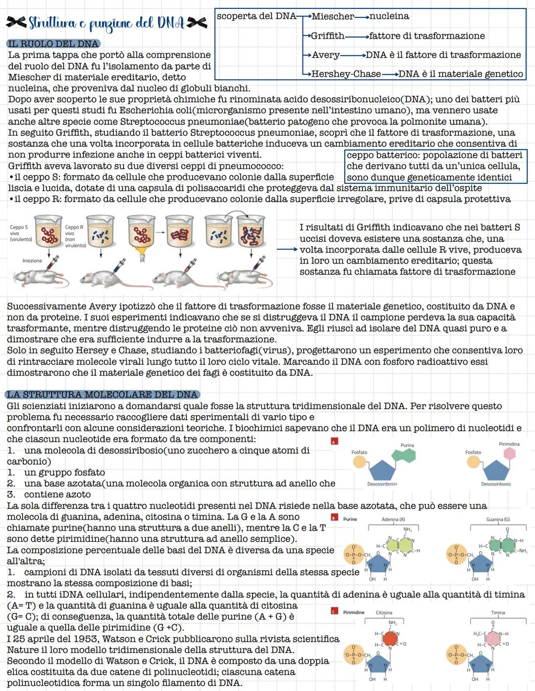 # Struttura e funzione del DNA
## IL RUOLO DEL DNA
La prima tappa che portò alla comprensione del ruolo del DNA fu l'isolamento da parte d