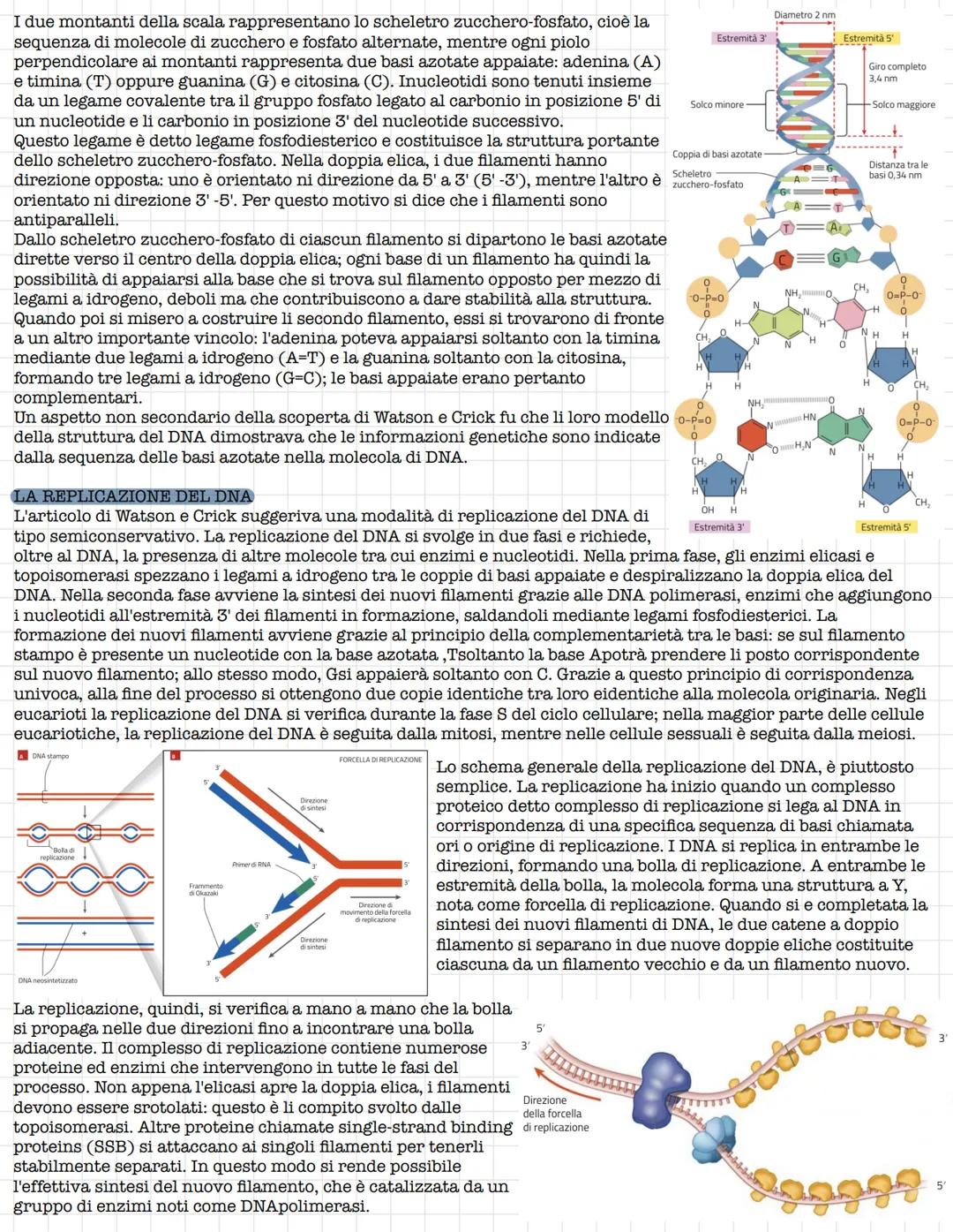 # Struttura e funzione del DNA
## IL RUOLO DEL DNA
La prima tappa che portò alla comprensione del ruolo del DNA fu l'isolamento da parte d