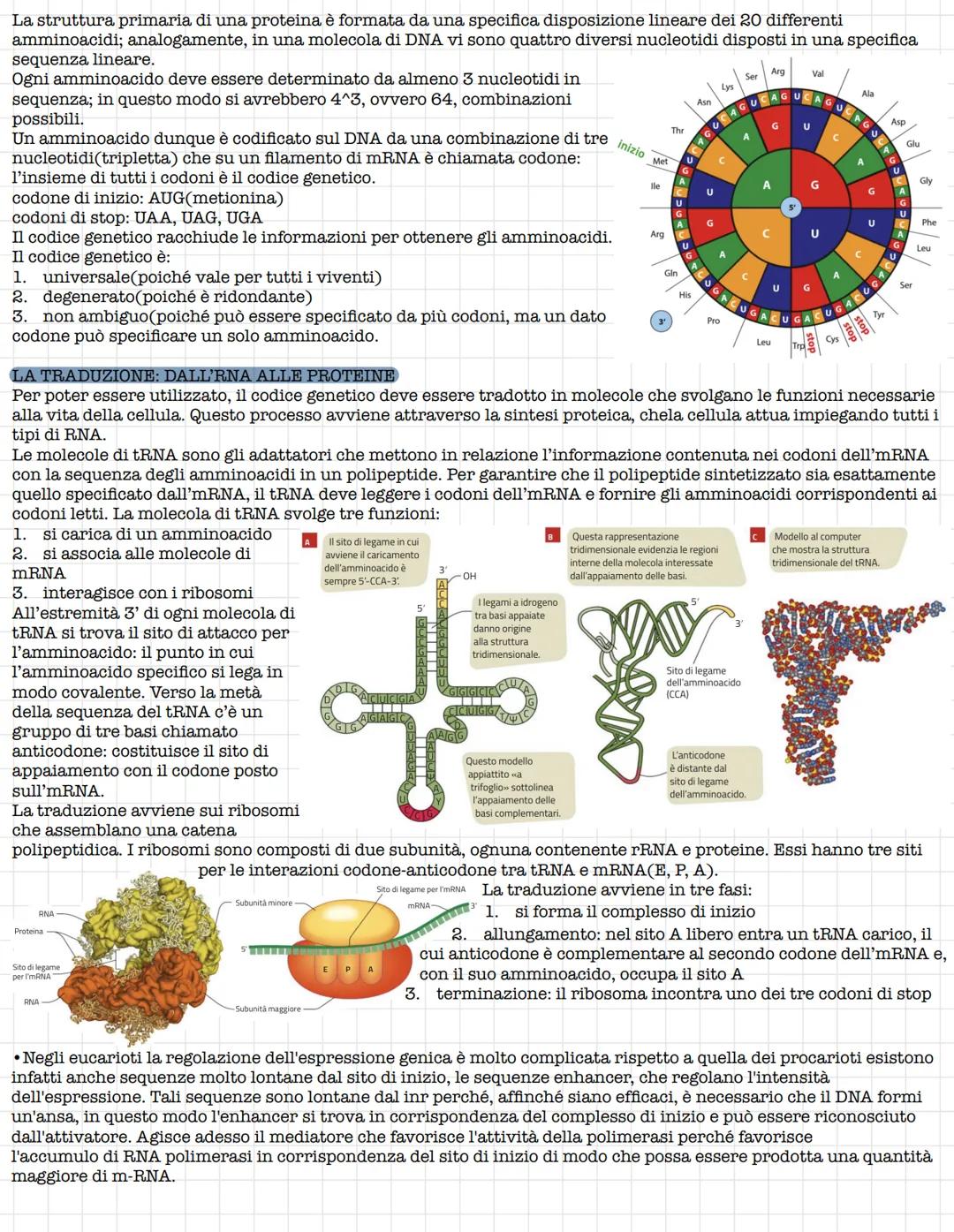 # Struttura e funzione del DNA
## IL RUOLO DEL DNA
La prima tappa che portò alla comprensione del ruolo del DNA fu l'isolamento da parte d