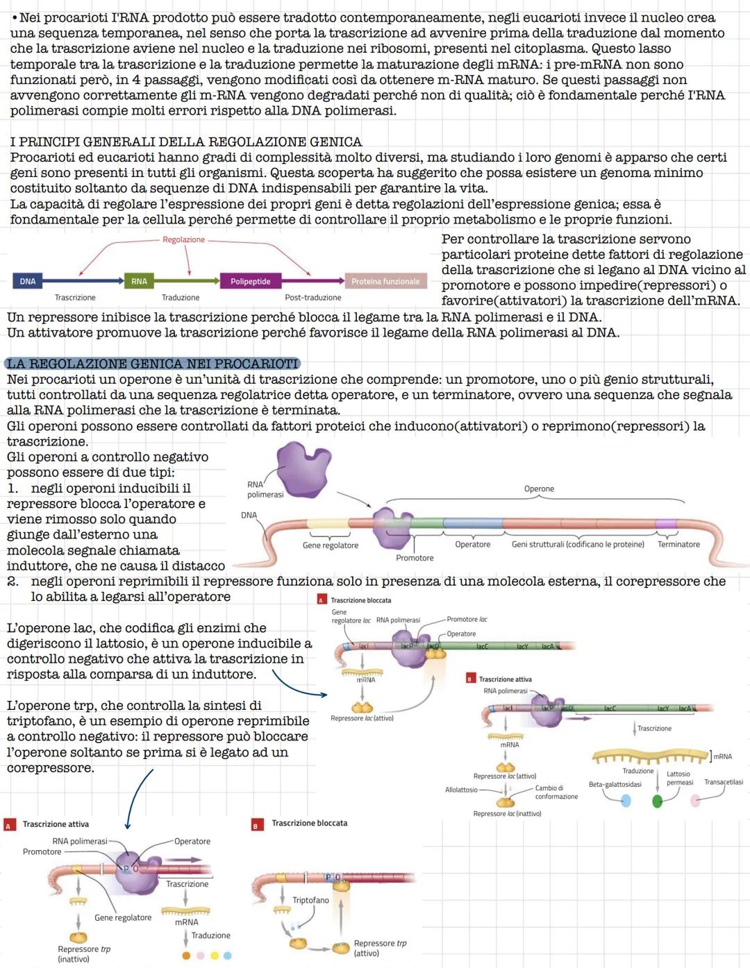 # Struttura e funzione del DNA
## IL RUOLO DEL DNA
La prima tappa che portò alla comprensione del ruolo del DNA fu l'isolamento da parte d