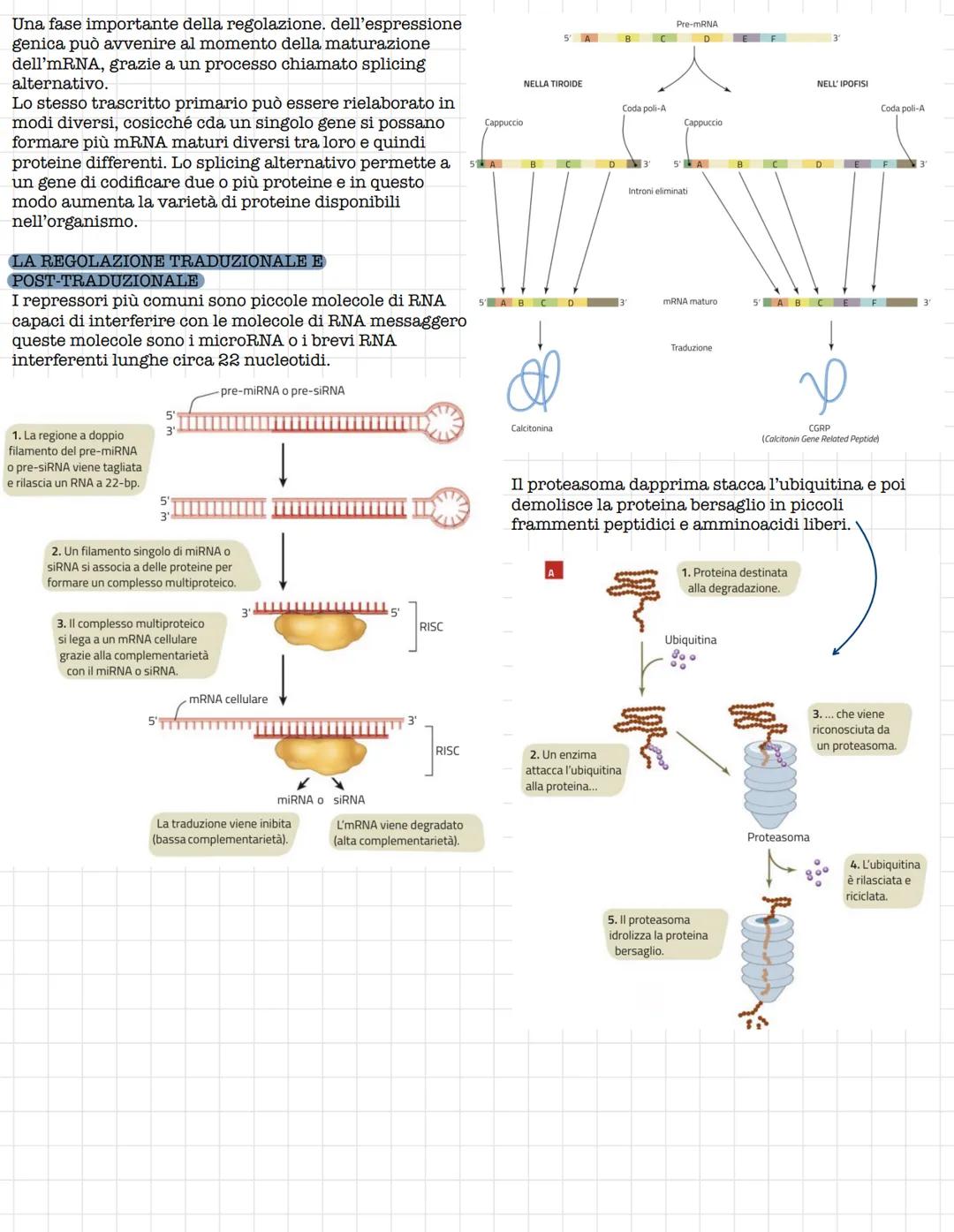 # Struttura e funzione del DNA
## IL RUOLO DEL DNA
La prima tappa che portò alla comprensione del ruolo del DNA fu l'isolamento da parte d