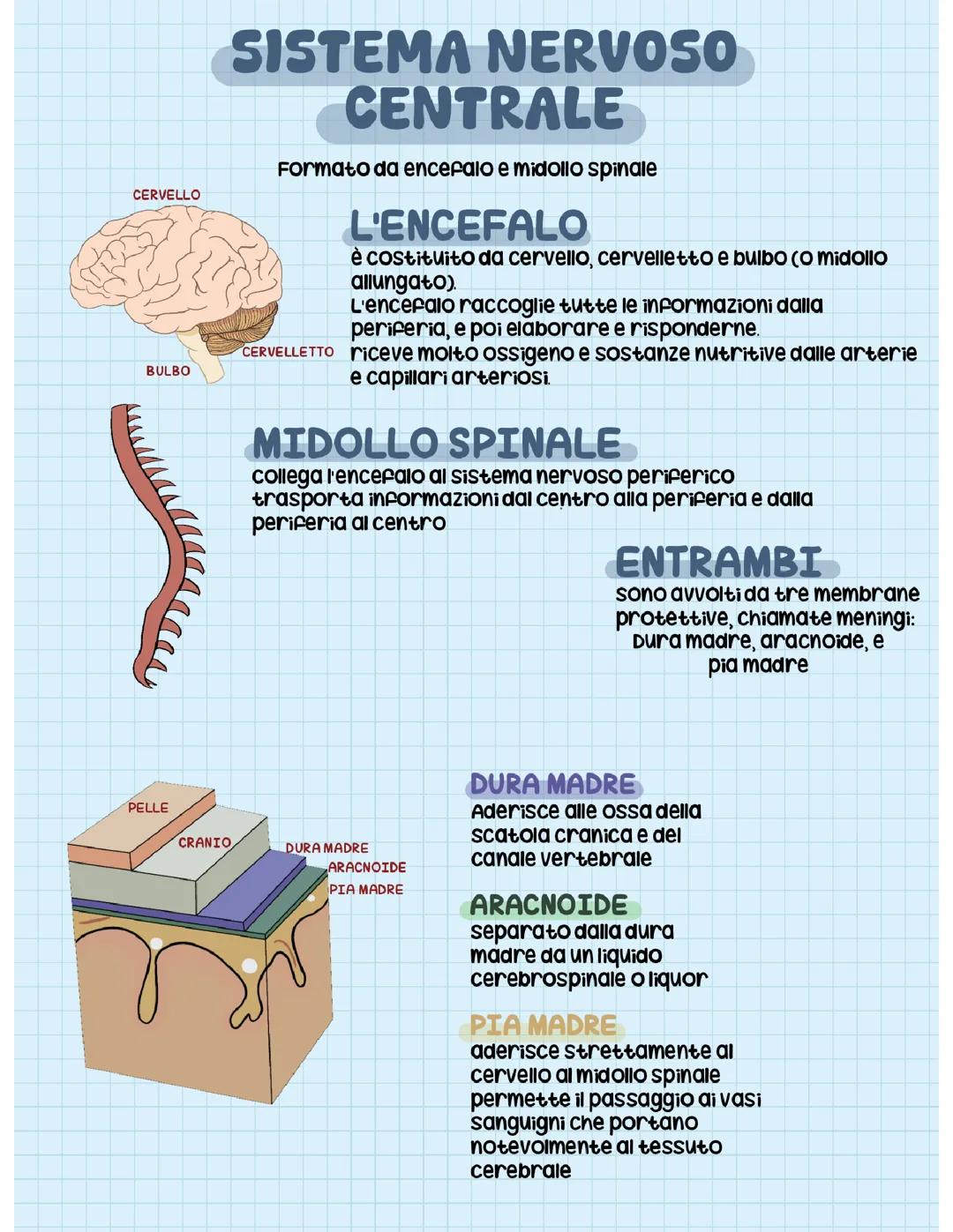 Sistema nervoso centrale