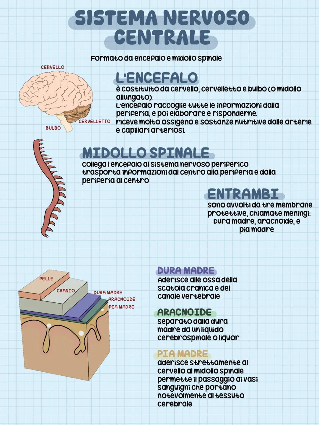 CERVELLO
BULBO
SISTEMA NERVOSO
CENTRALE
Formato da encefalo e midollo spinale
L'ENCEFALO
è costituito da cervello, cervelletto e bulbo (o mi