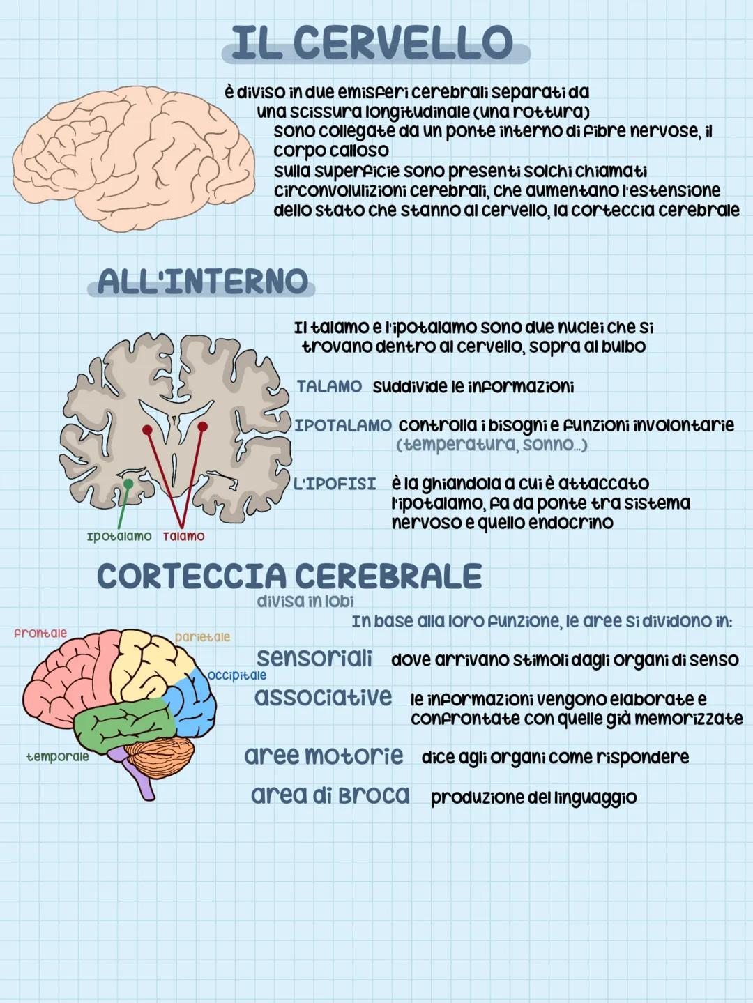 CERVELLO
BULBO
SISTEMA NERVOSO
CENTRALE
Formato da encefalo e midollo spinale
L'ENCEFALO
è costituito da cervello, cervelletto e bulbo (o mi