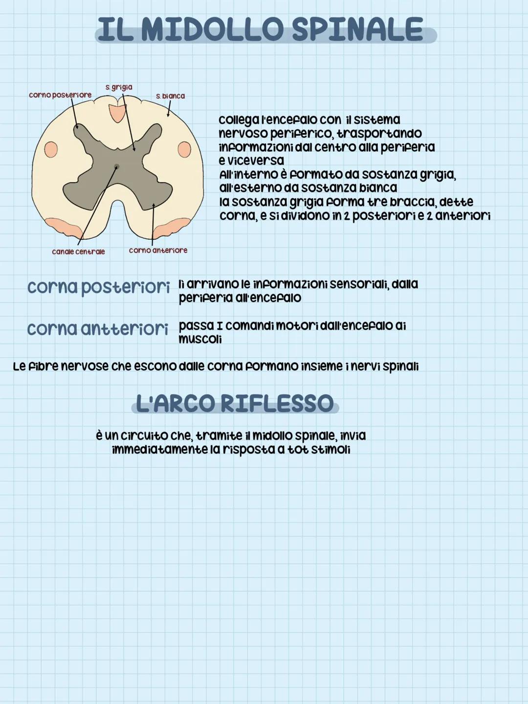 CERVELLO
BULBO
SISTEMA NERVOSO
CENTRALE
Formato da encefalo e midollo spinale
L'ENCEFALO
è costituito da cervello, cervelletto e bulbo (o mi