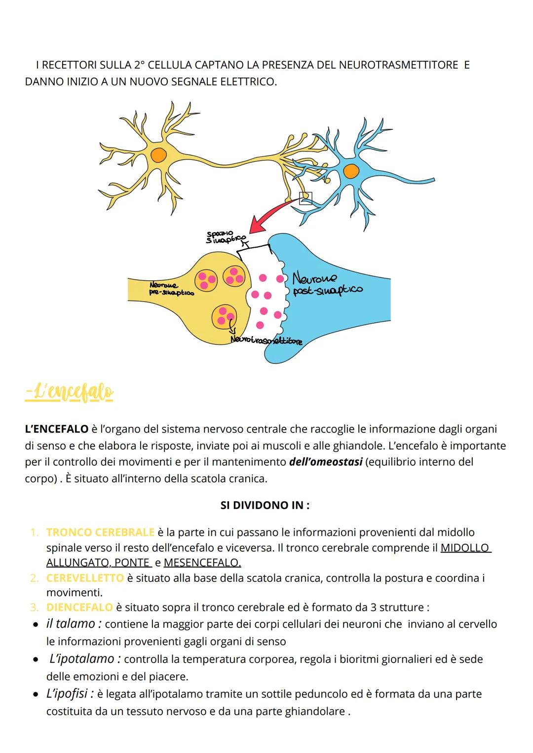 Il sistema nervoso
Il sistema nervoso centrale
Gli stimoli raccolti dai recettori sensoriali, sono inviati sotto forma di IMPULSI NERVOSI al
