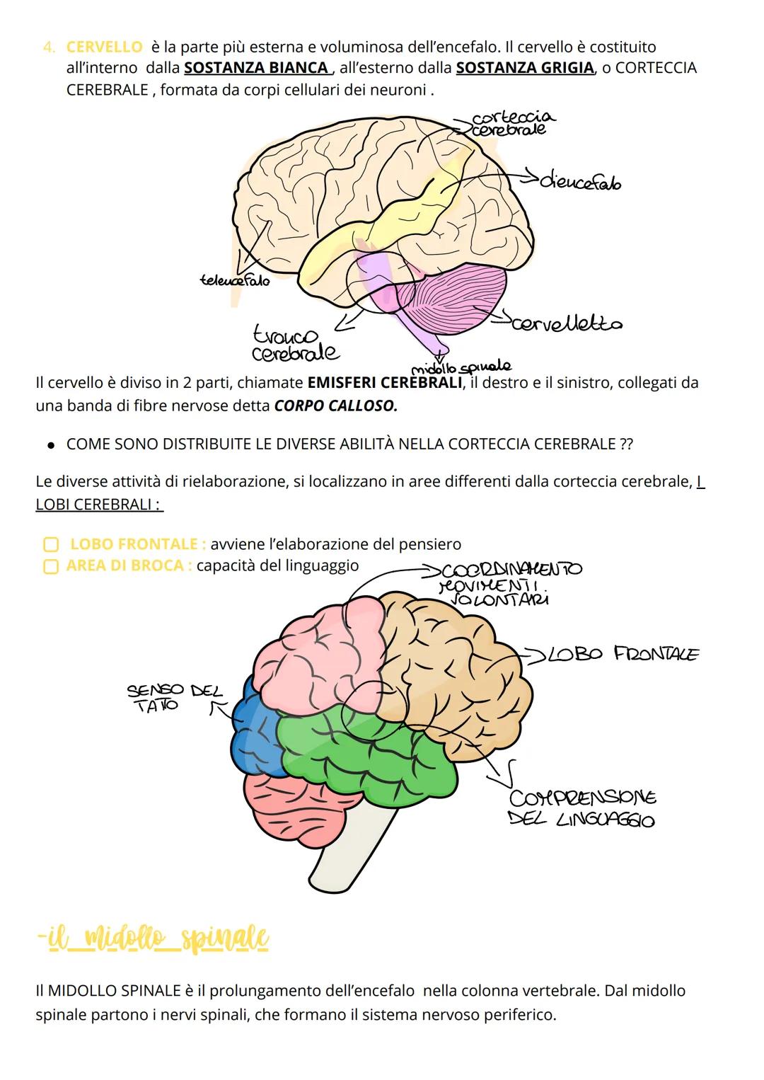 Il sistema nervoso
Il sistema nervoso centrale
Gli stimoli raccolti dai recettori sensoriali, sono inviati sotto forma di IMPULSI NERVOSI al