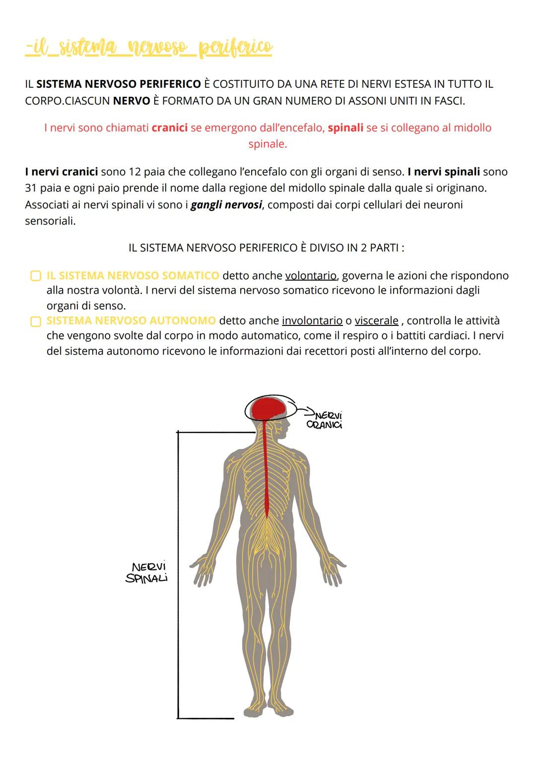 Il sistema nervoso
Il sistema nervoso centrale
Gli stimoli raccolti dai recettori sensoriali, sono inviati sotto forma di IMPULSI NERVOSI al