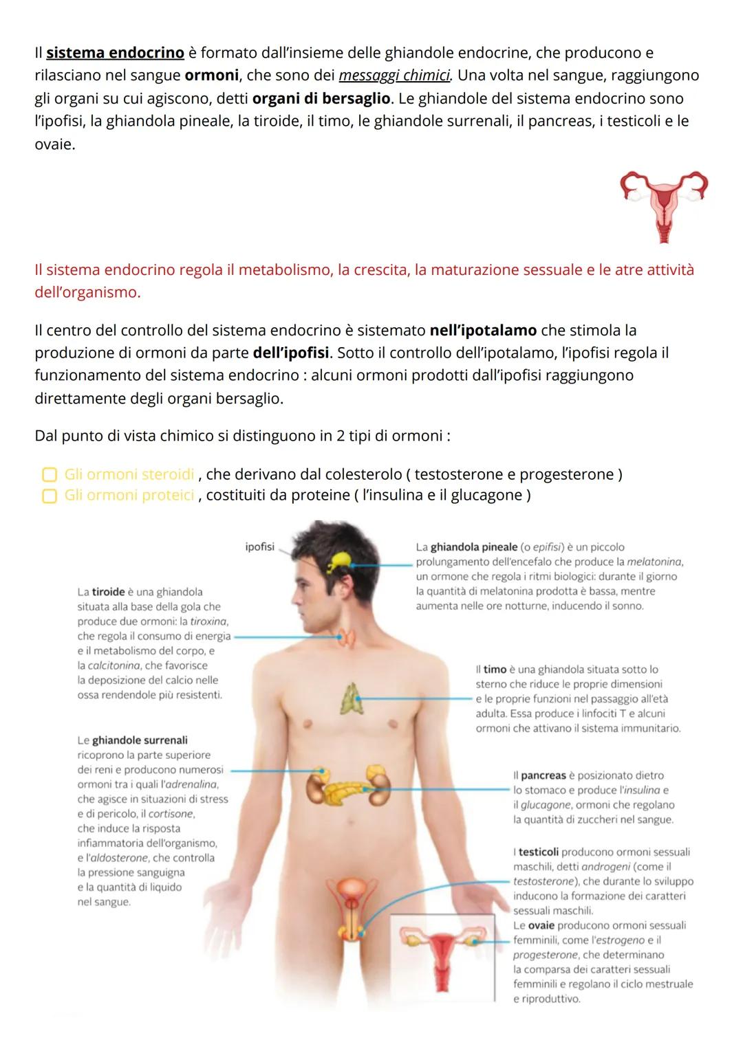 Il sistema nervoso
Il sistema nervoso centrale
Gli stimoli raccolti dai recettori sensoriali, sono inviati sotto forma di IMPULSI NERVOSI al
