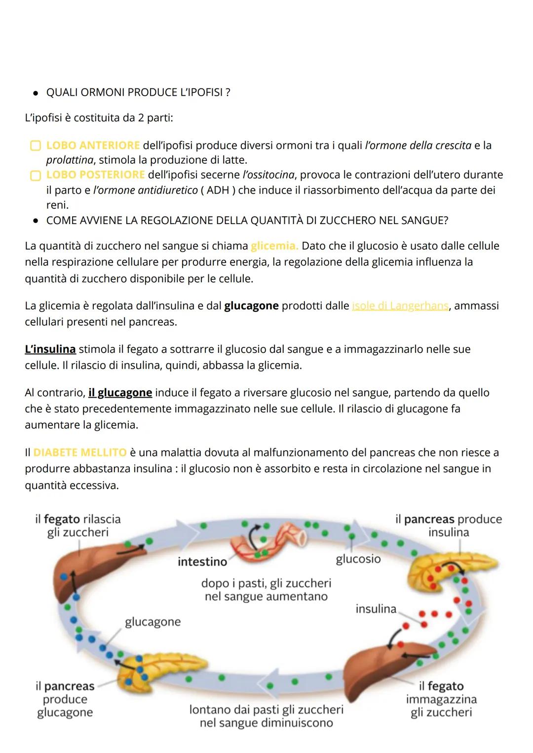Il sistema nervoso
Il sistema nervoso centrale
Gli stimoli raccolti dai recettori sensoriali, sono inviati sotto forma di IMPULSI NERVOSI al