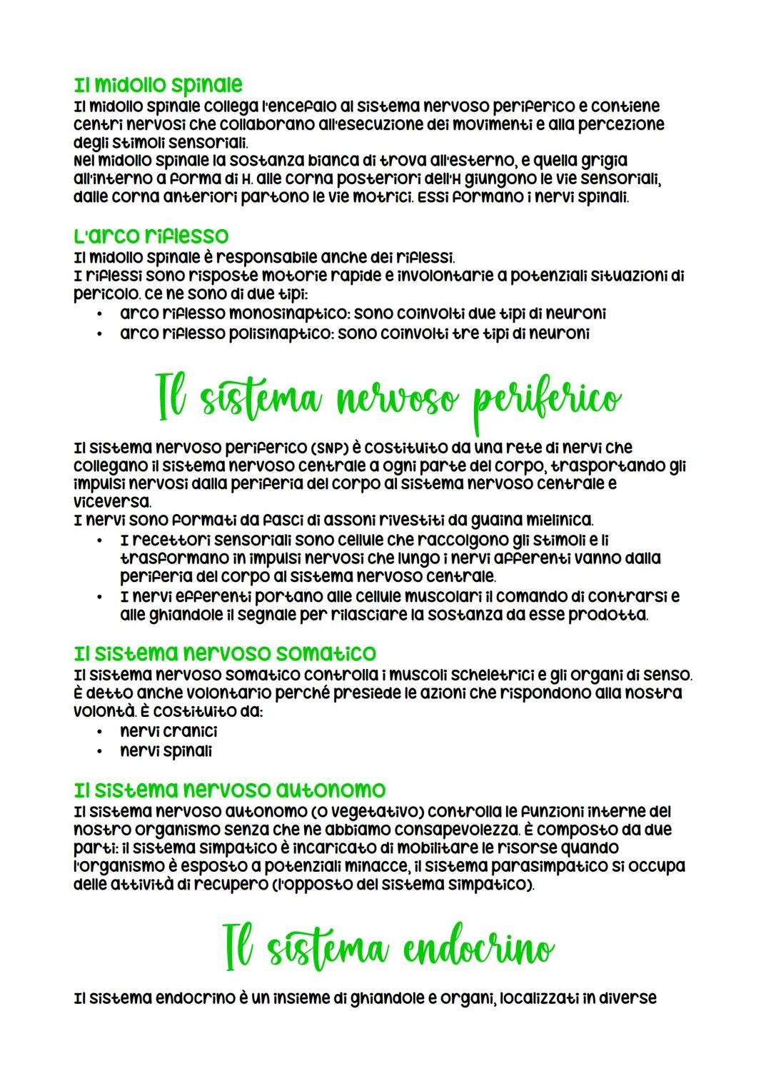 Il sistema nervoso
Il sistema nervoso ha la funzione di raccogliere gli stimoli esterni e interni,
elaborare queste informazioni e inviare r