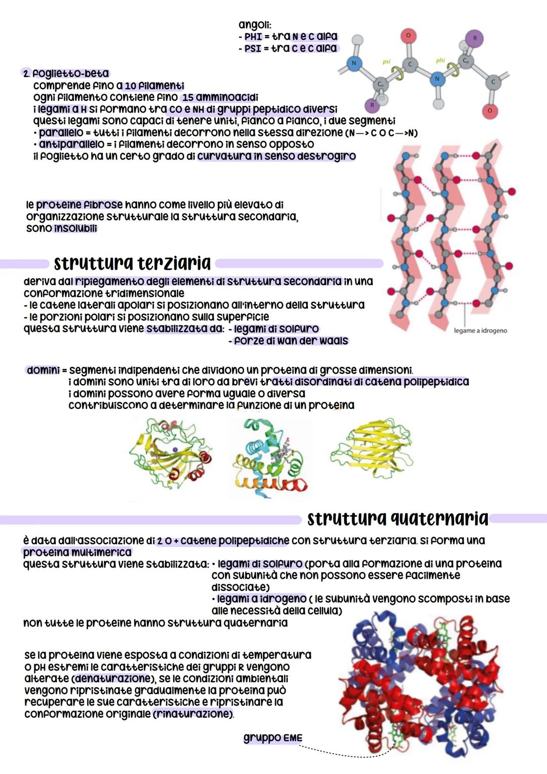# proteine
le proteine sono formate da amminoacidi, che si legano insieme a formare catene lineari dette
polipeptidi.
le catene più corte s