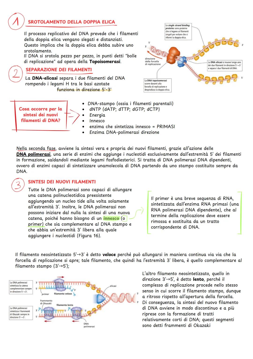 Replicazione del dna
COMPOSIZIONE CHIMICA DEL DNA
II DNA è un polimero composto da nucleotidi.
Ogni nucleotide è formato da:
•
una molecola