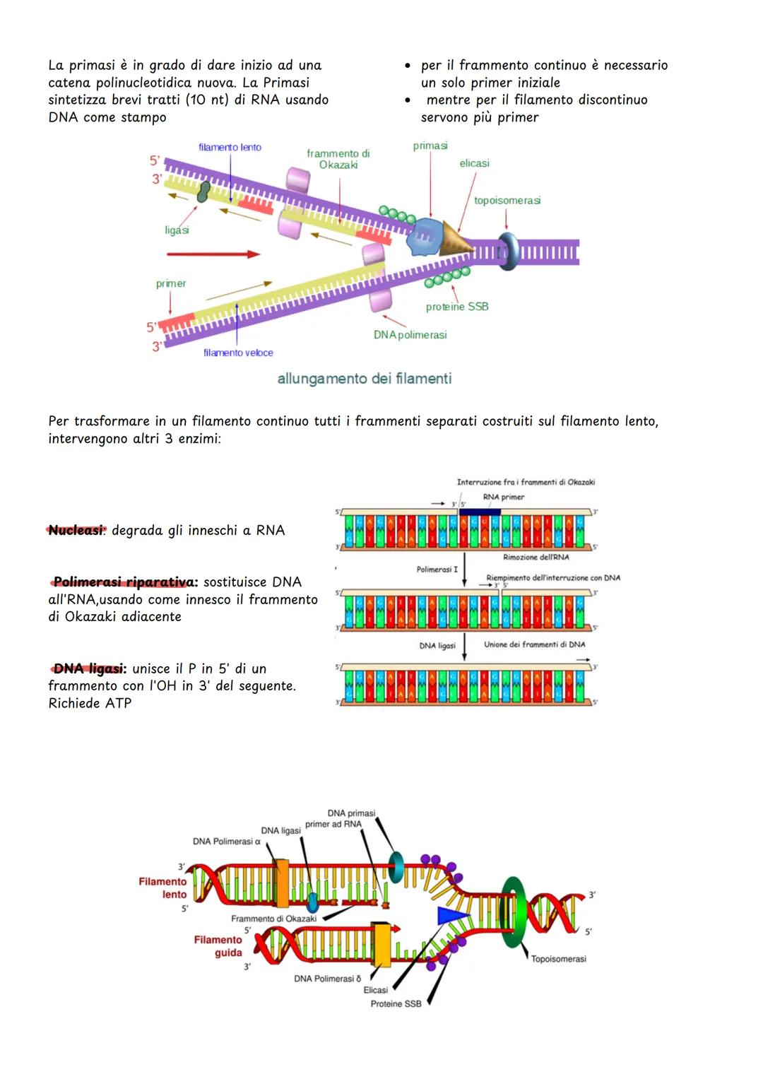 Replicazione del dna
COMPOSIZIONE CHIMICA DEL DNA
II DNA è un polimero composto da nucleotidi.
Ogni nucleotide è formato da:
•
una molecola