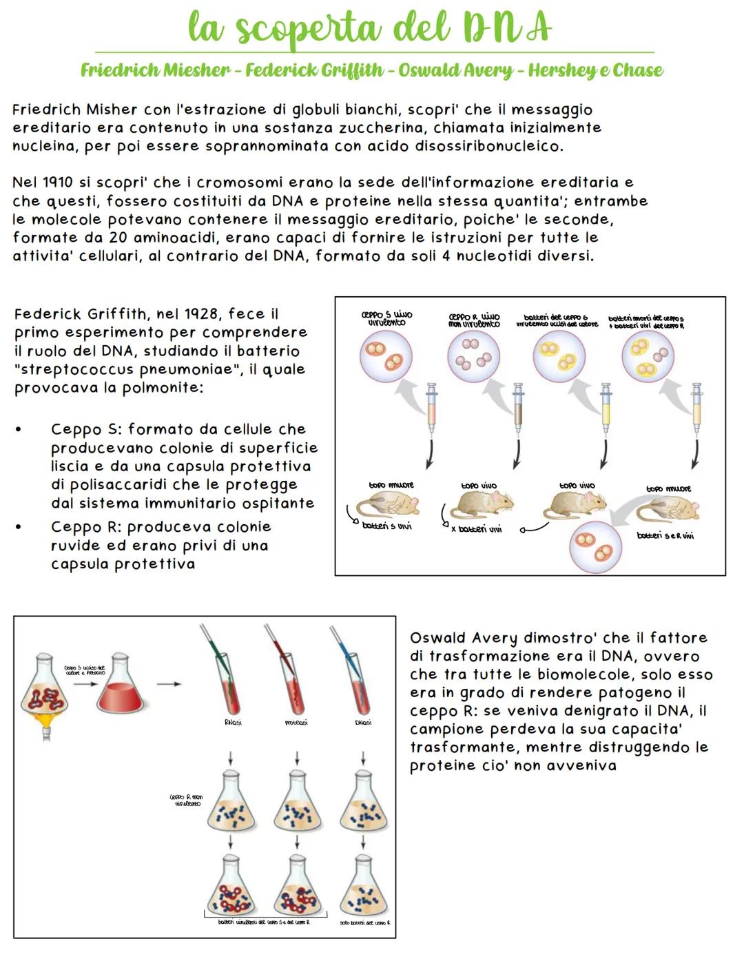 # la scoperta del DNA
Friedrich Miesher - Federick Griffith - Oswald Avery - Hershey e Chase
Friedrich Misher con l'estrazione di globuli