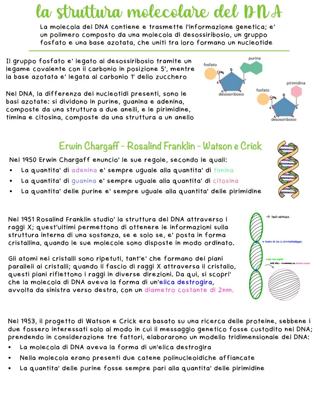 # la scoperta del DNA
Friedrich Miesher - Federick Griffith - Oswald Avery - Hershey e Chase
Friedrich Misher con l'estrazione di globuli