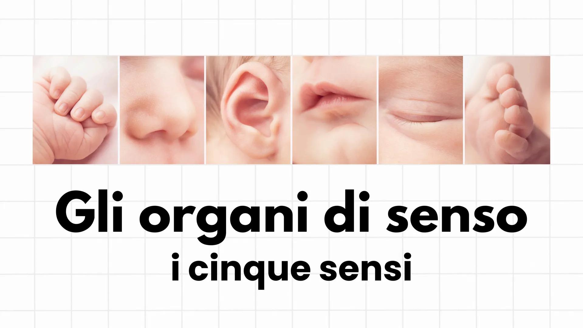 # Gli organi di senso
i cinque sensi # L'occhio e la visione
Il senso della vista è il più sviluppato e il più usato. Gli
organi che perme