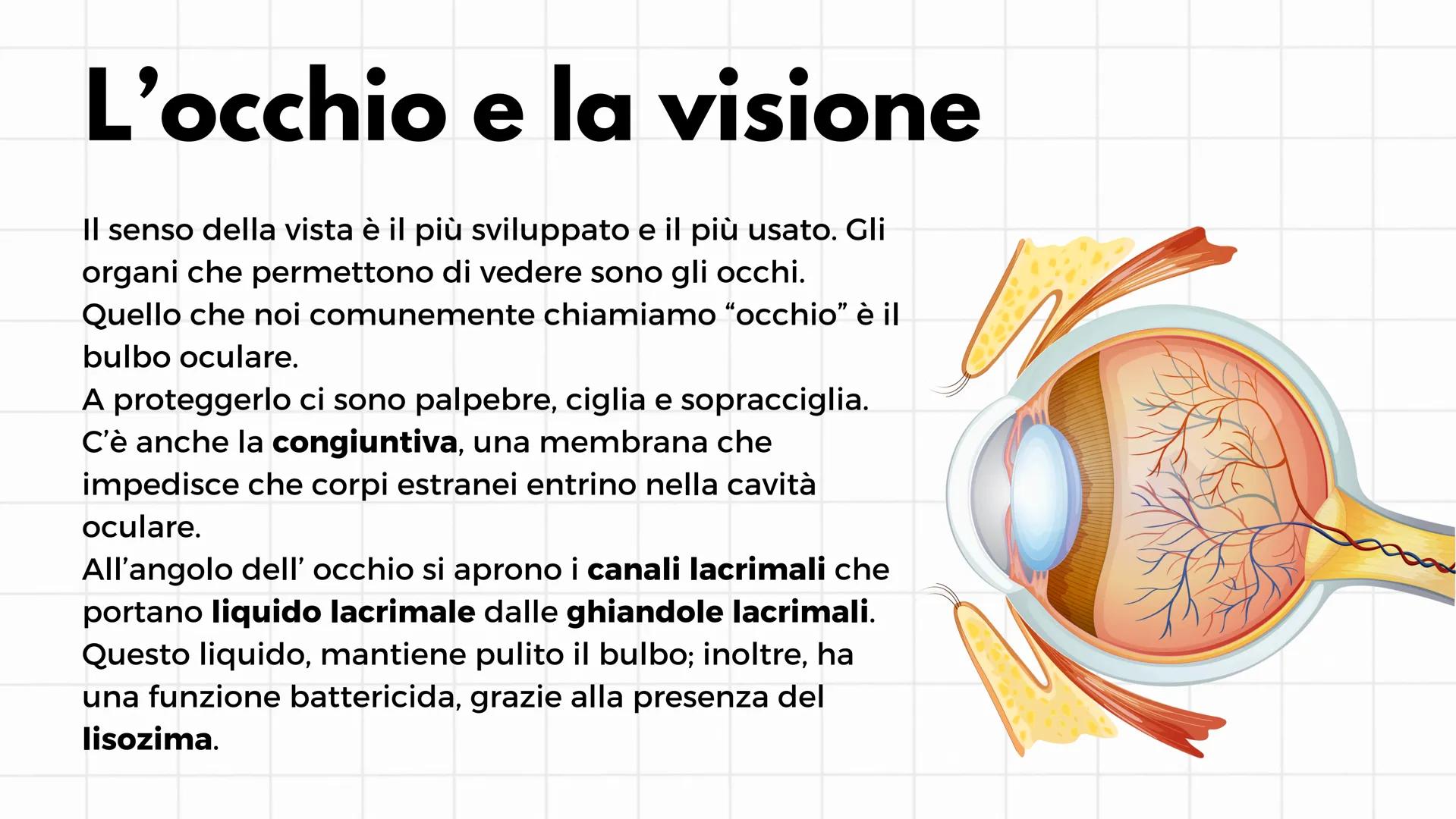 # Gli organi di senso
i cinque sensi # L'occhio e la visione
Il senso della vista è il più sviluppato e il più usato. Gli
organi che perme