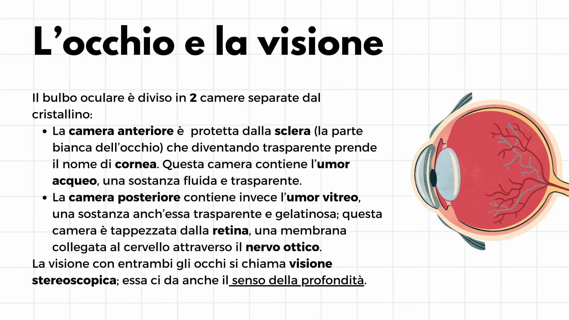 # Gli organi di senso
i cinque sensi # L'occhio e la visione
Il senso della vista è il più sviluppato e il più usato. Gli
organi che perme