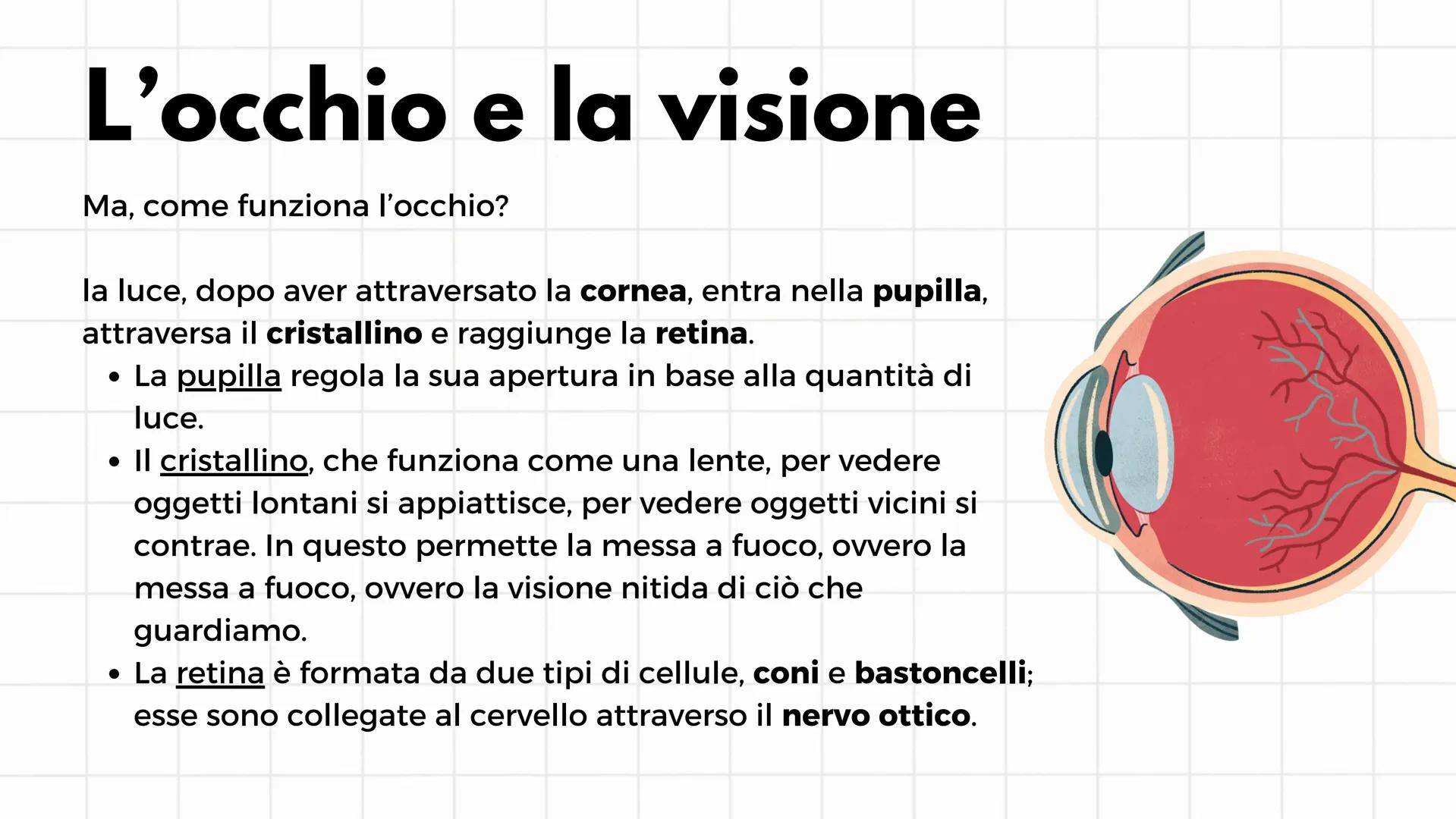 # Gli organi di senso
i cinque sensi # L'occhio e la visione
Il senso della vista è il più sviluppato e il più usato. Gli
organi che perme
