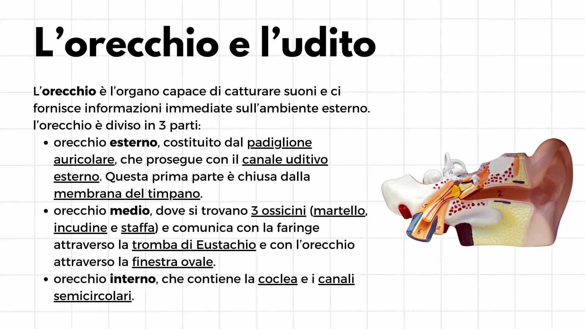 # Gli organi di senso
i cinque sensi # L'occhio e la visione
Il senso della vista è il più sviluppato e il più usato. Gli
organi che perme