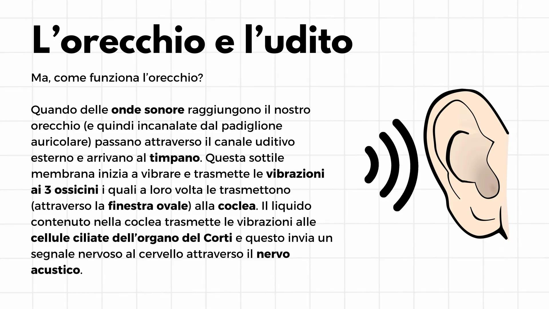 # Gli organi di senso
i cinque sensi # L'occhio e la visione
Il senso della vista è il più sviluppato e il più usato. Gli
organi che perme