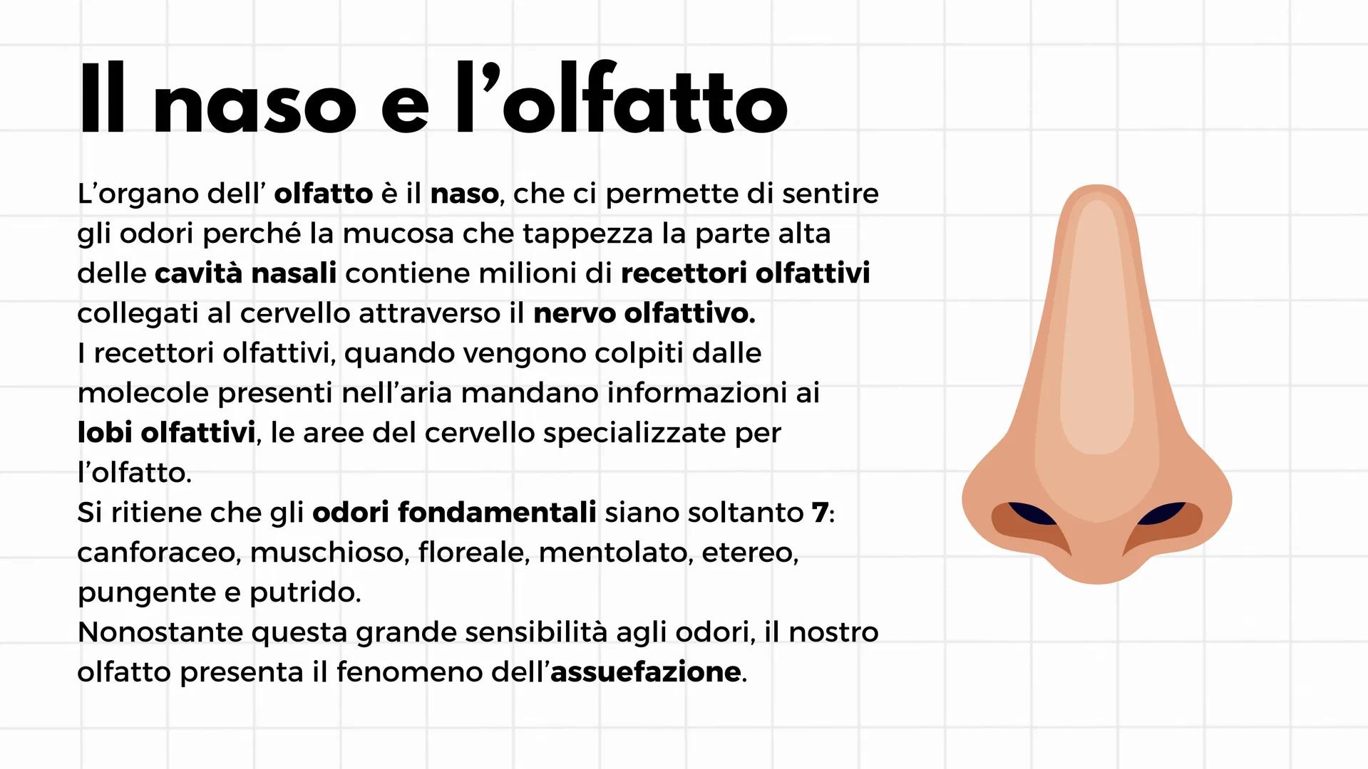 # Gli organi di senso
i cinque sensi # L'occhio e la visione
Il senso della vista è il più sviluppato e il più usato. Gli
organi che perme