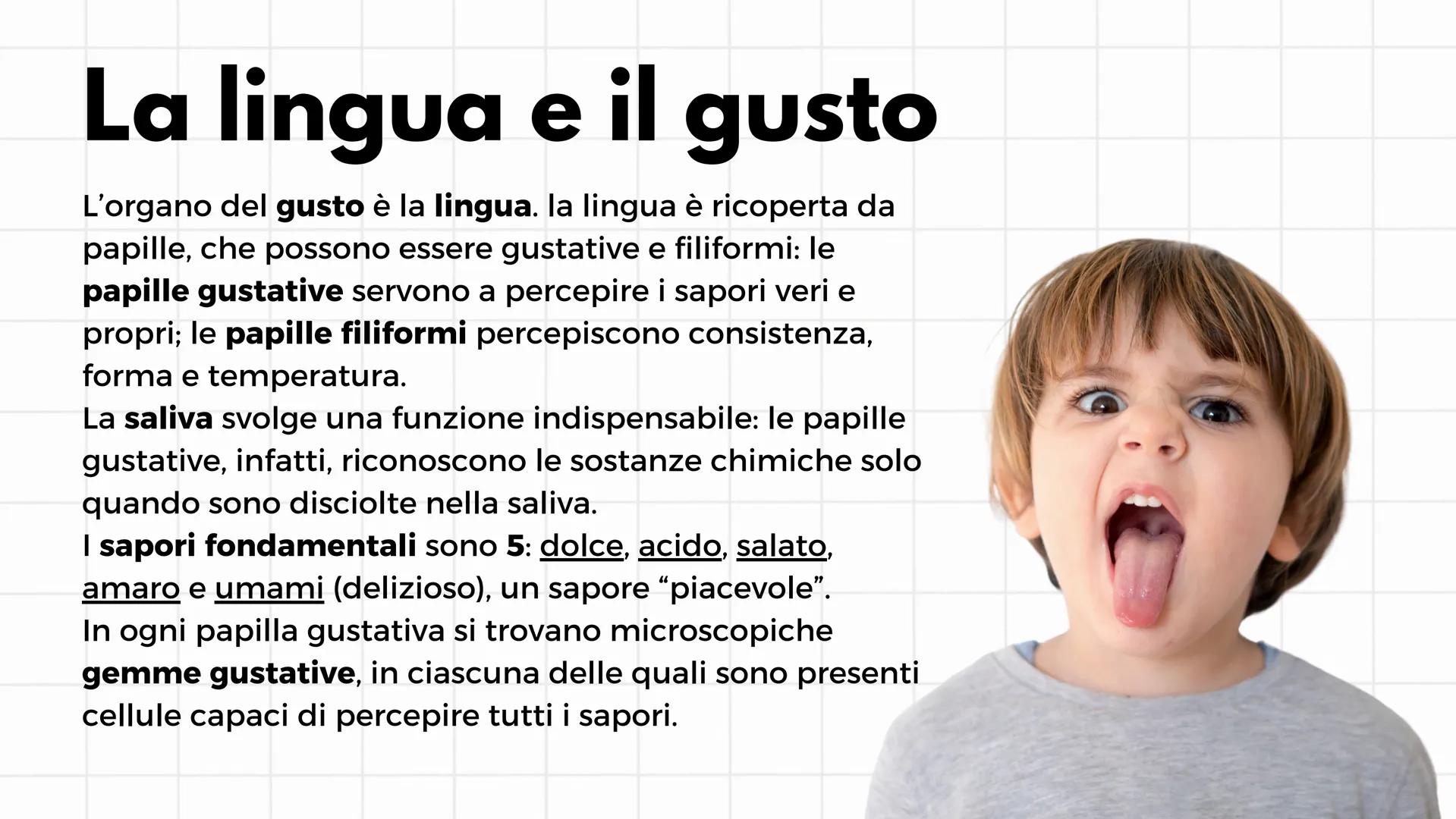 # Gli organi di senso
i cinque sensi # L'occhio e la visione
Il senso della vista è il più sviluppato e il più usato. Gli
organi che perme