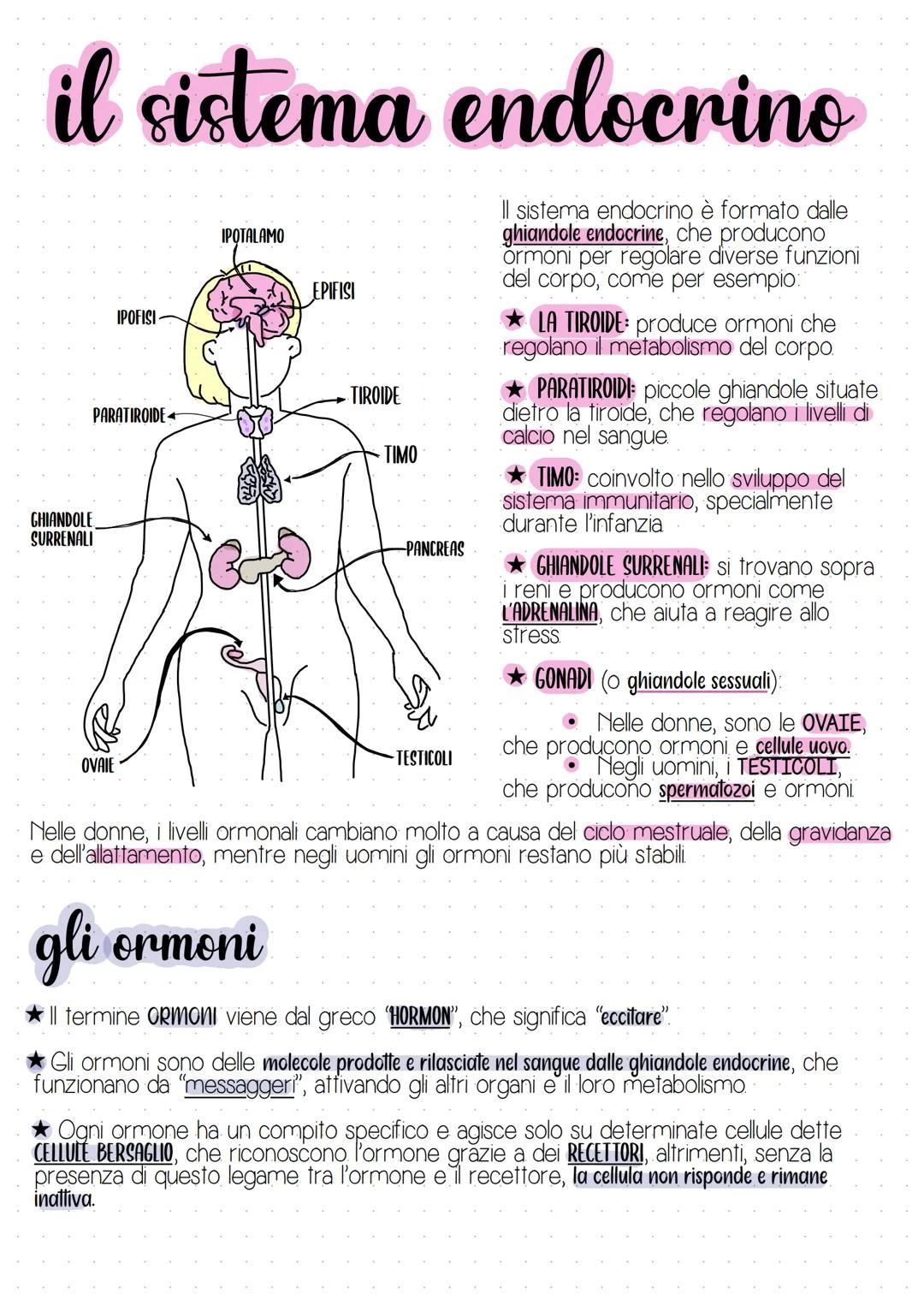# il sistema endocrino
CHIANDOLE
SURRENALI
IPOFISI
PARATIROIDE
OVAIE
IPOTALAMO
EPIFISI
TIROIDE
TIMO
-PANCREAS
TESTICOLI
Il sistem