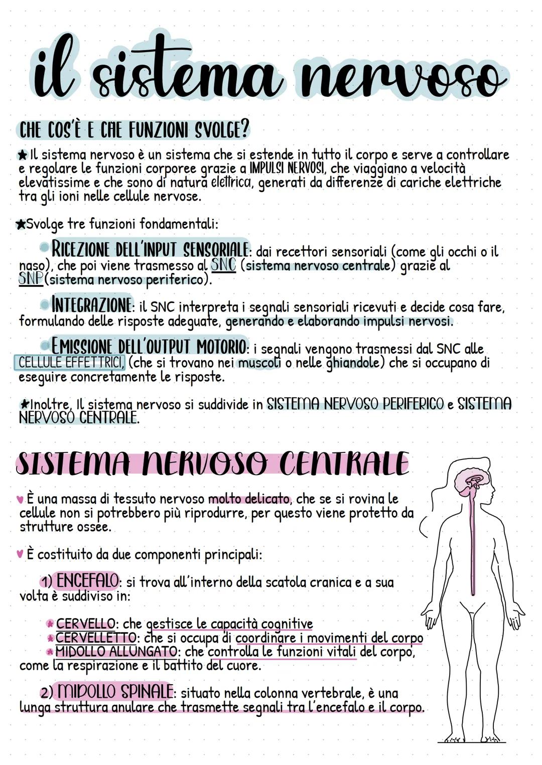 # il sistema nervoso
CHE COS'È E CHE FUNZIONI SVOLGE?
★ Il sistema nervoso è un sistema che si estende in tutto il corpo e serve a control