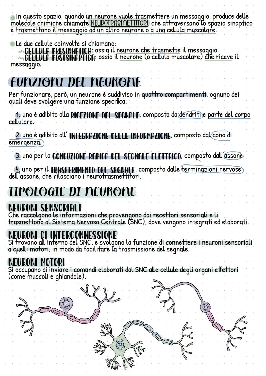 # il sistema nervoso
CHE COS'È E CHE FUNZIONI SVOLGE?
★ Il sistema nervoso è un sistema che si estende in tutto il corpo e serve a control