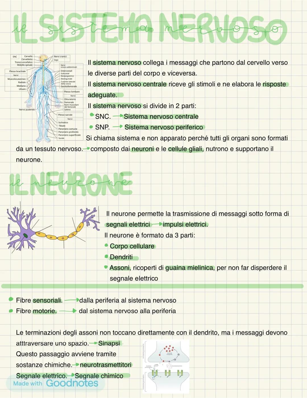 Il sistema nervoso