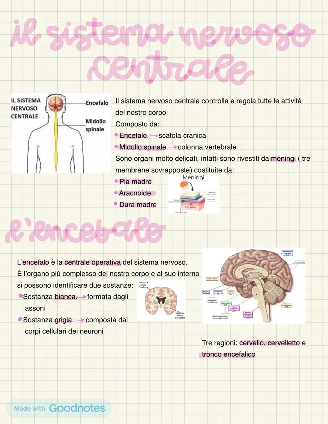 IL SISTEMA NERVOSO
SNC
Cervello
Cervelletto
Tronco encefalico
Midollo spinale
Plesso brachiale
Nervi
Muscolocutarineo -
Radiale-
Mediano
Uln
