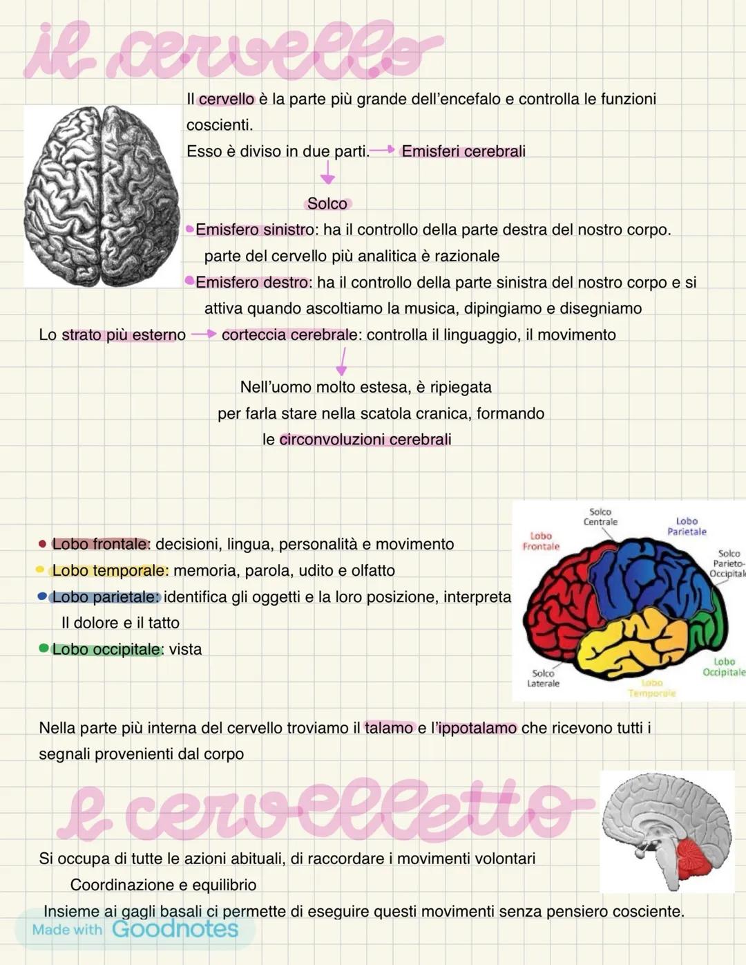 IL SISTEMA NERVOSO
SNC
Cervello
Cervelletto
Tronco encefalico
Midollo spinale
Plesso brachiale
Nervi
Muscolocutarineo -
Radiale-
Mediano
Uln