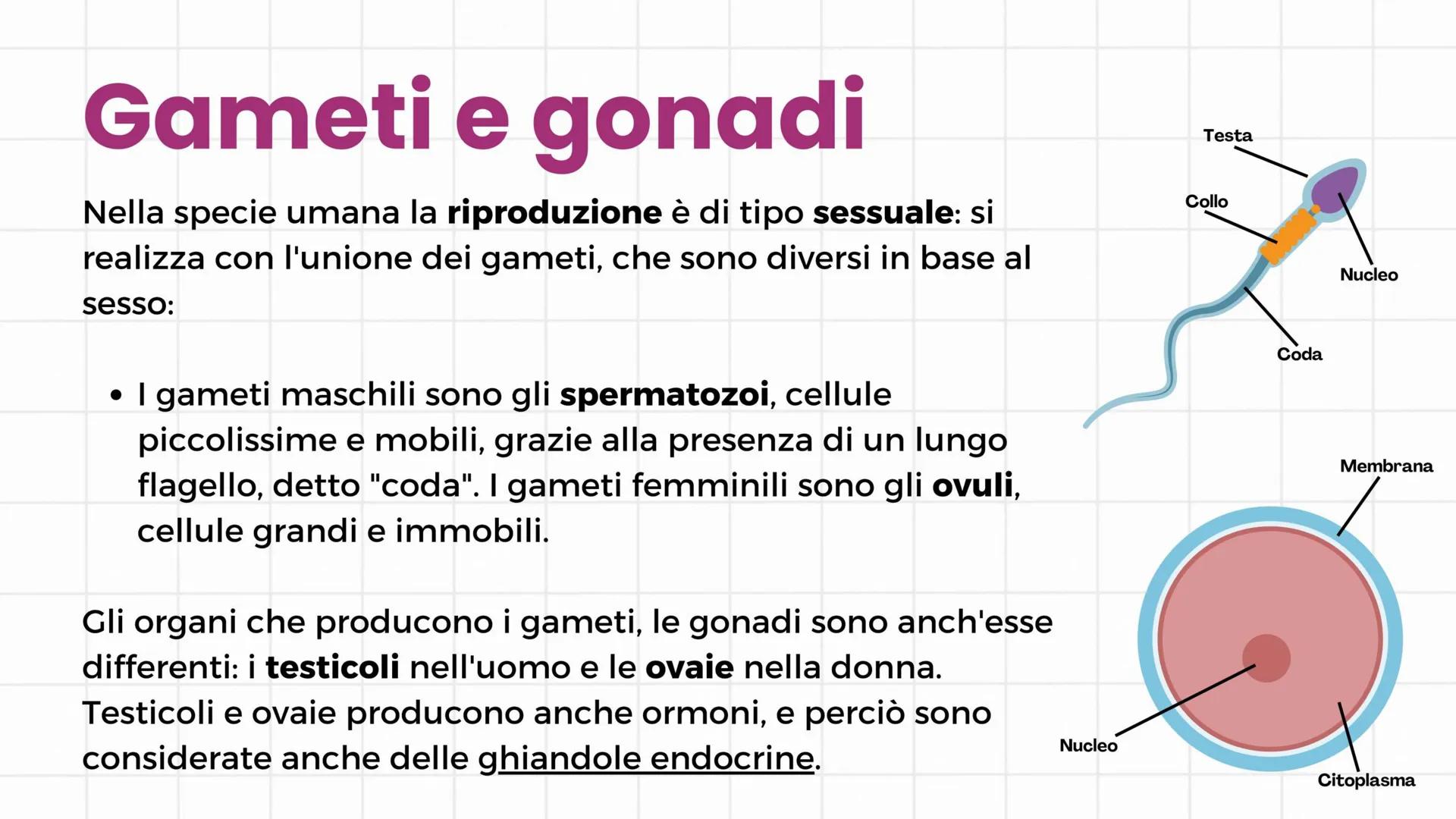 # Apparato riproduttore
3°C 2024/2025 # Gameti e gonadi
Nella specie umana la riproduzione è di tipo sessuale: si
realizza con l'unione de