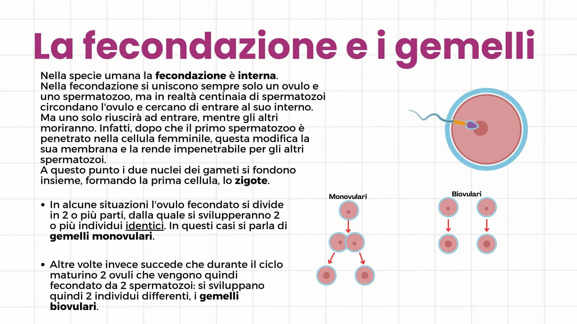 # Apparato riproduttore
3°C 2024/2025 # Gameti e gonadi
Nella specie umana la riproduzione è di tipo sessuale: si
realizza con l'unione de