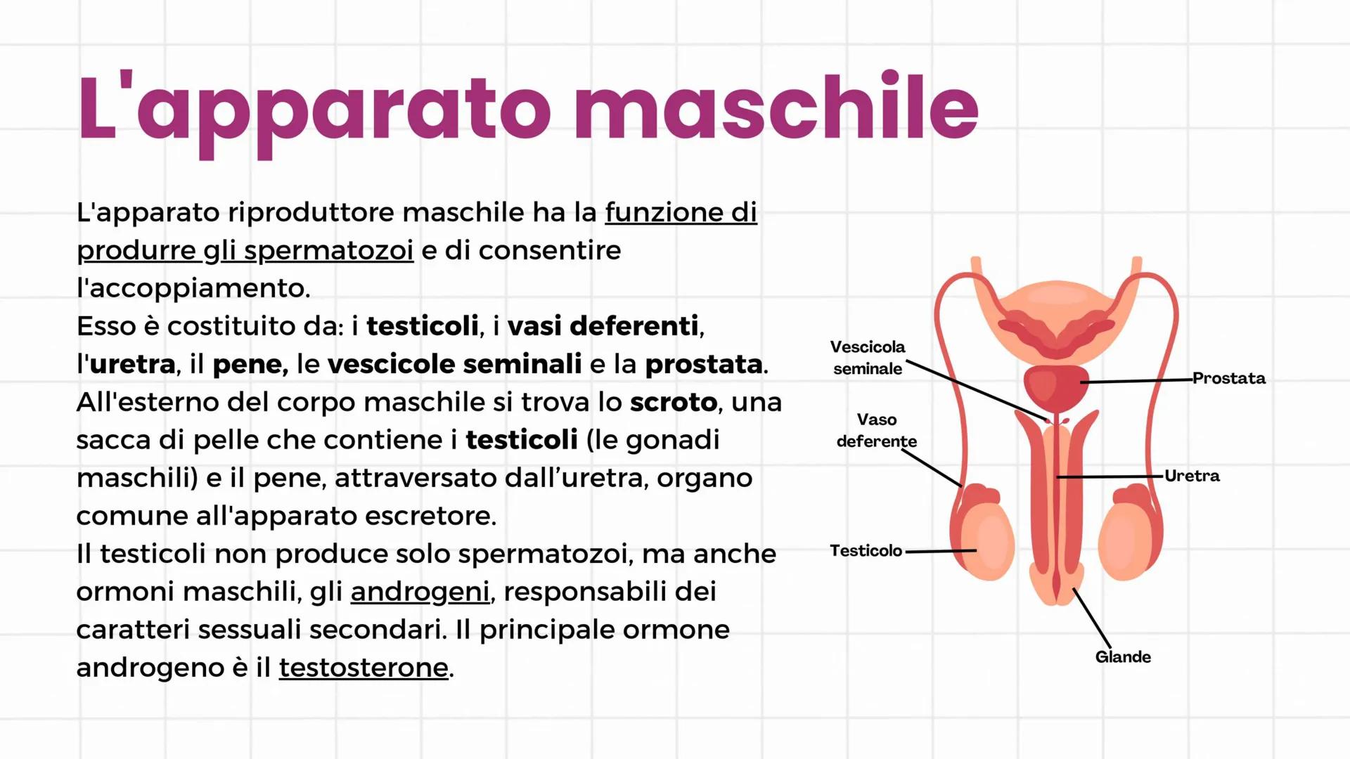 # Apparato riproduttore
3°C 2024/2025 # Gameti e gonadi
Nella specie umana la riproduzione è di tipo sessuale: si
realizza con l'unione de