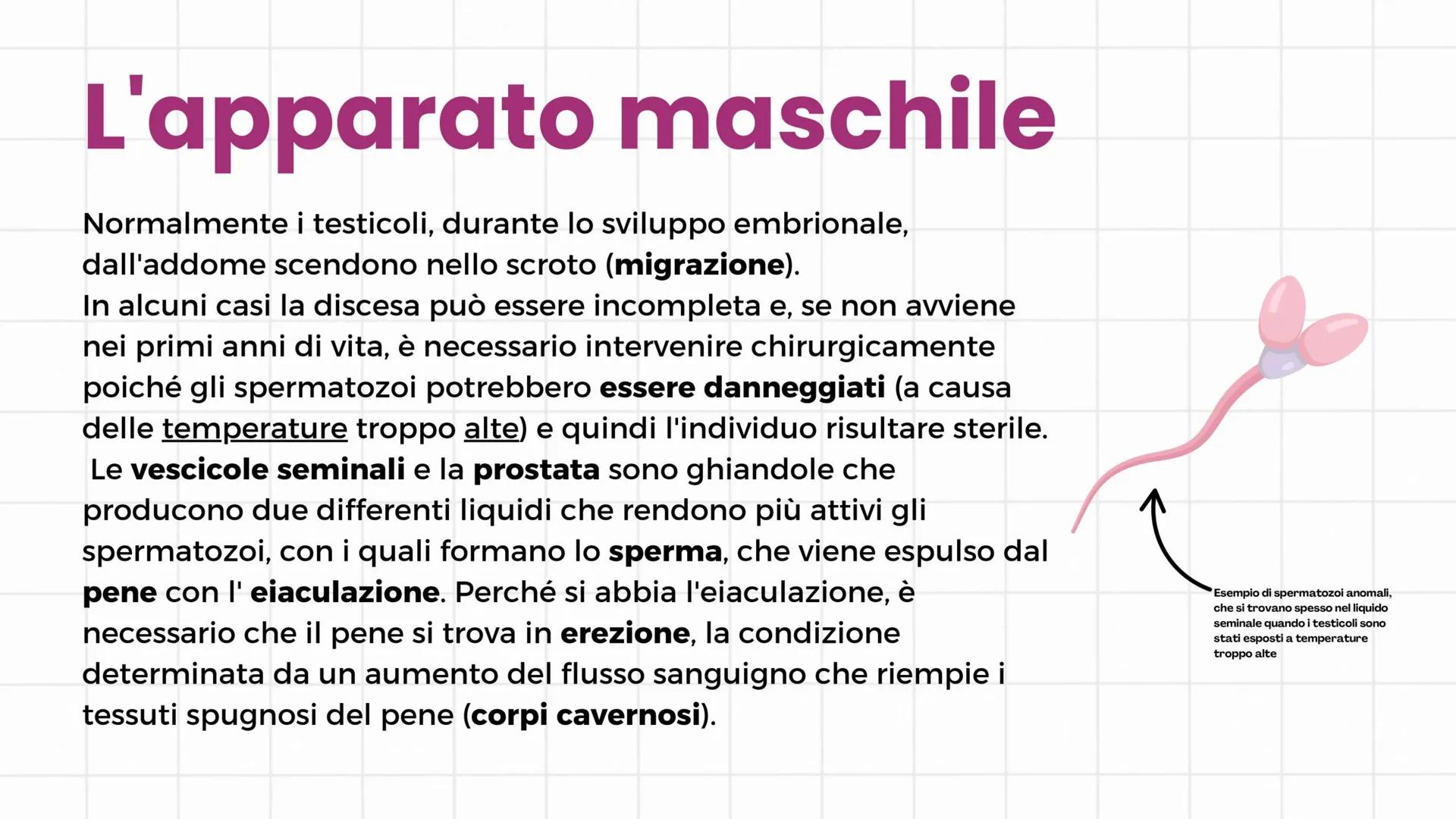 # Apparato riproduttore
3°C 2024/2025 # Gameti e gonadi
Nella specie umana la riproduzione è di tipo sessuale: si
realizza con l'unione de