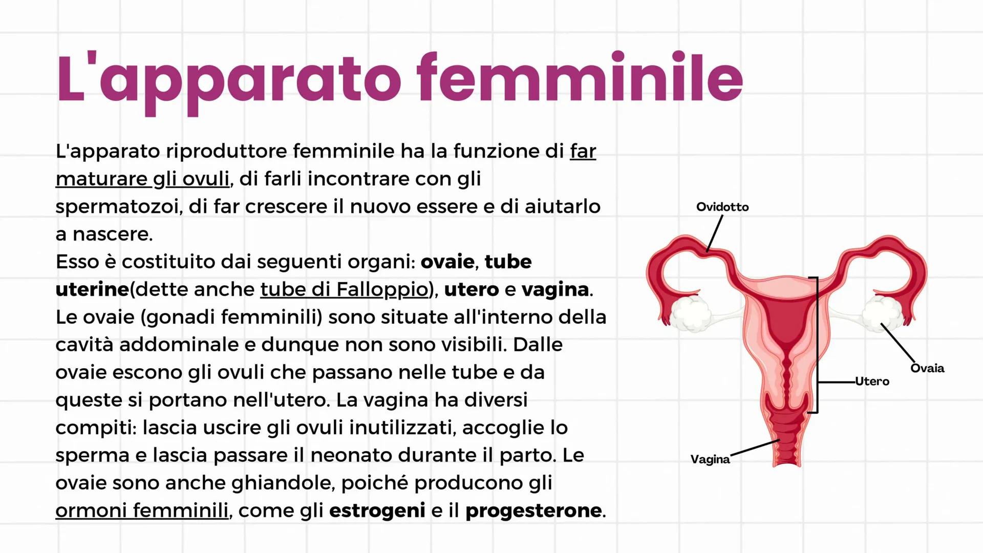 # Apparato riproduttore
3°C 2024/2025 # Gameti e gonadi
Nella specie umana la riproduzione è di tipo sessuale: si
realizza con l'unione de