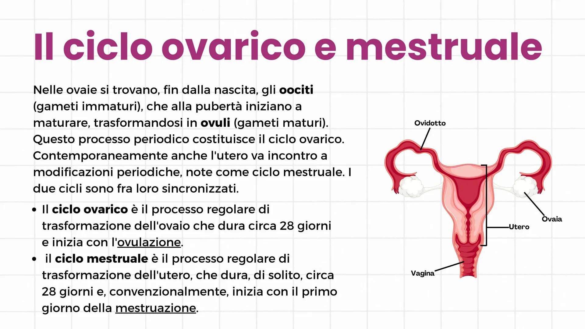 # Apparato riproduttore
3°C 2024/2025 # Gameti e gonadi
Nella specie umana la riproduzione è di tipo sessuale: si
realizza con l'unione de