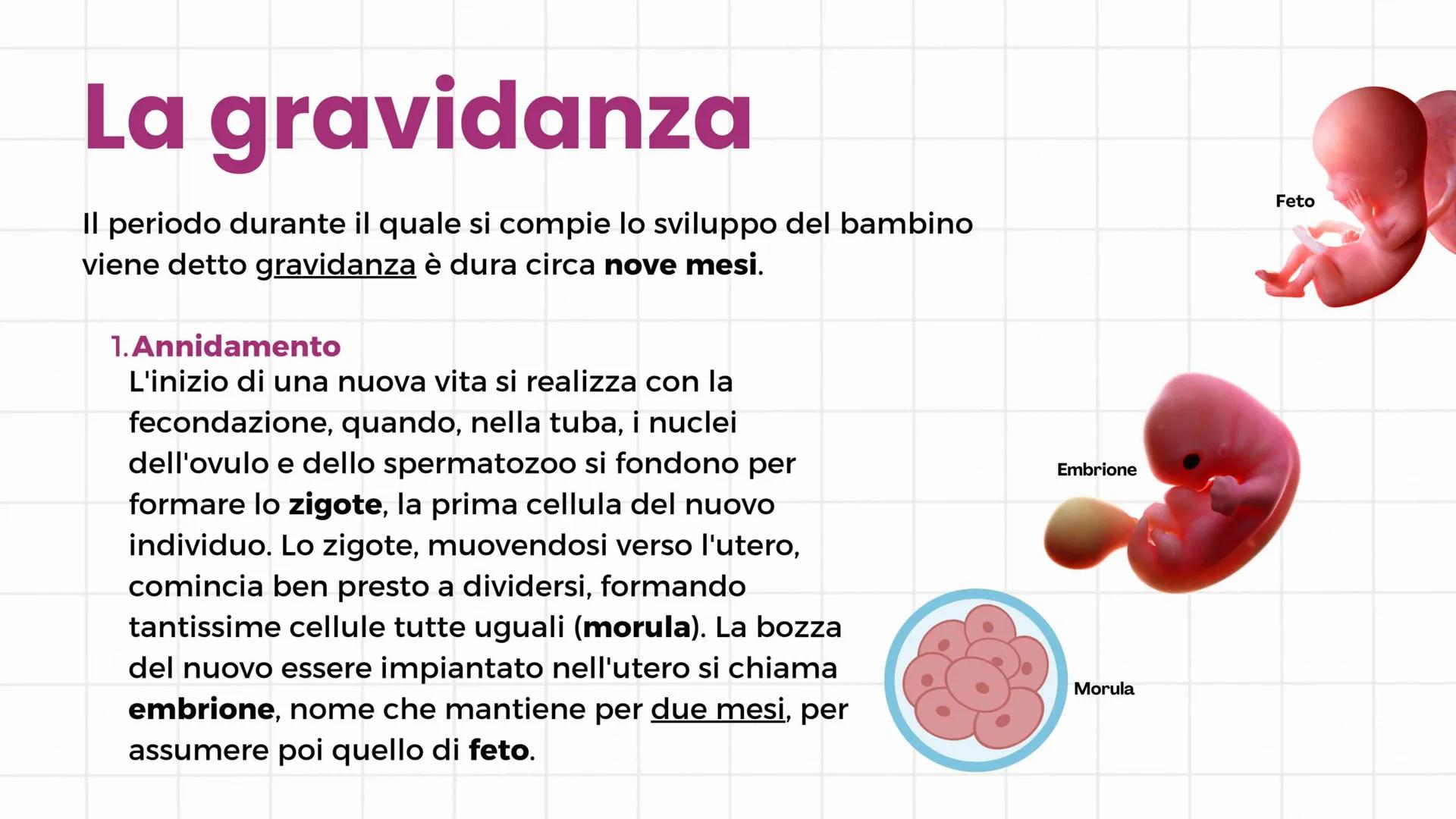 # Apparato riproduttore
3°C 2024/2025 # Gameti e gonadi
Nella specie umana la riproduzione è di tipo sessuale: si
realizza con l'unione de
