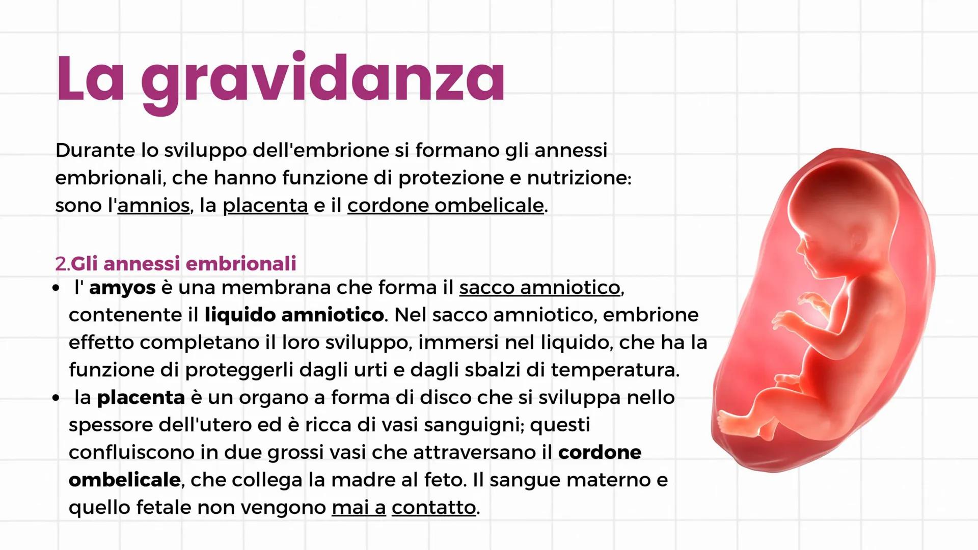 # Apparato riproduttore
3°C 2024/2025 # Gameti e gonadi
Nella specie umana la riproduzione è di tipo sessuale: si
realizza con l'unione de