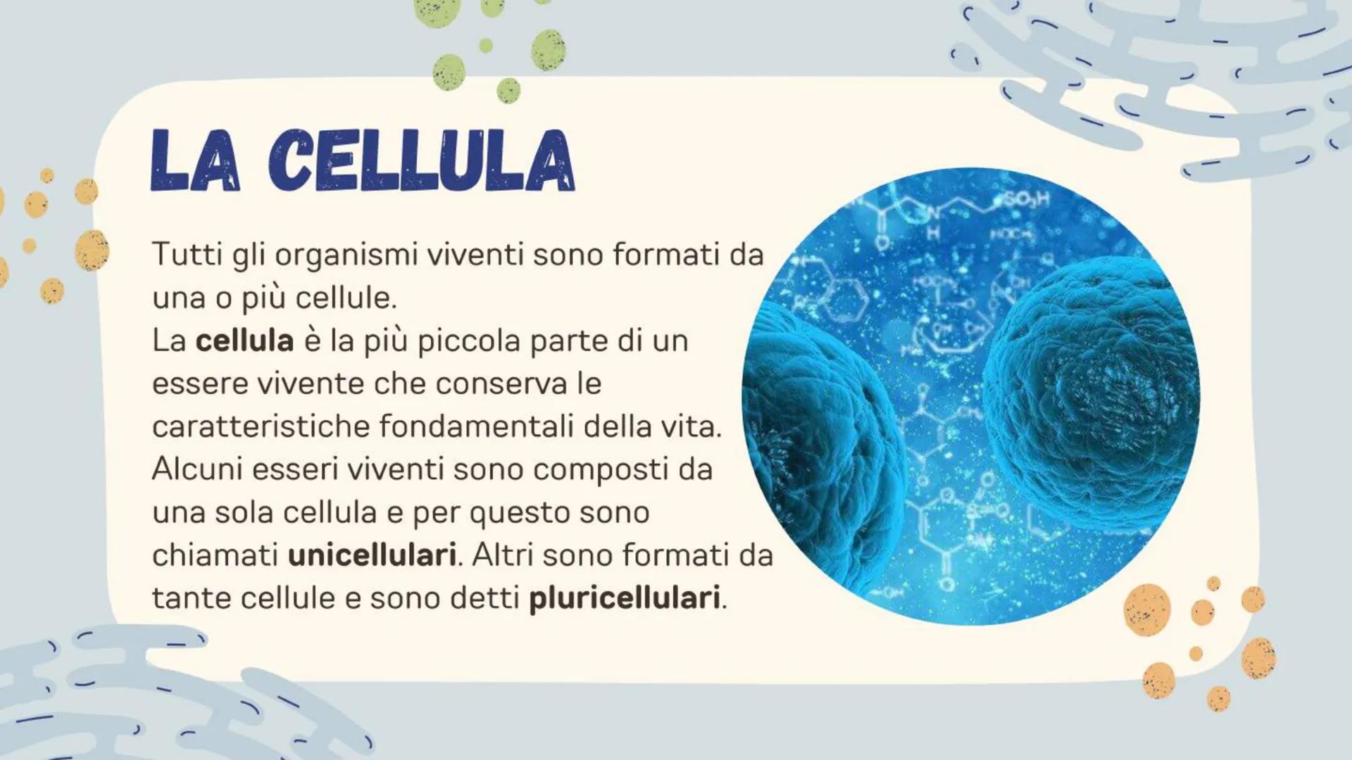 # LA CELLULA ANIMALE
# E VEGETALE
Alice Casalone # LA CELLULA ANIMALE
# E VEGETALE
Alice Casalone # LA CELLULA
Tutti gli organismi vivent